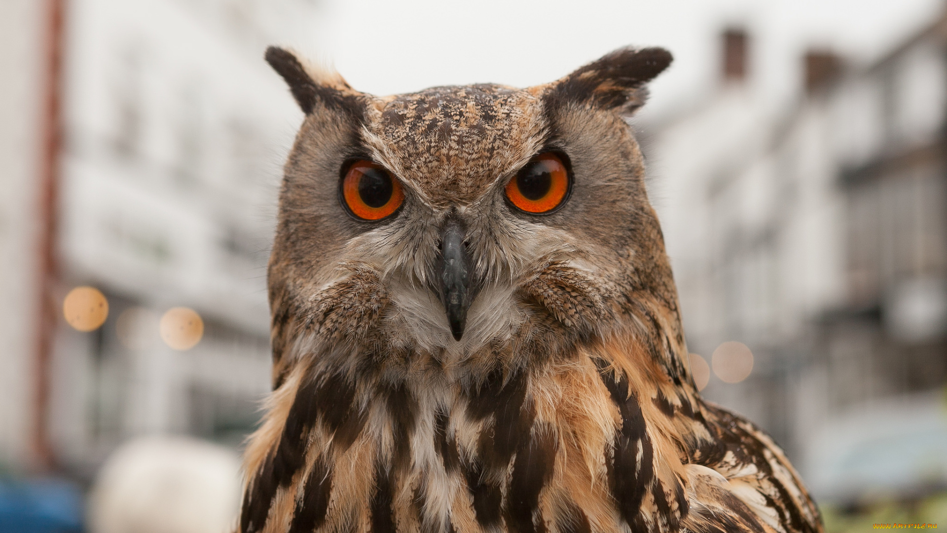 животные, совы, сова