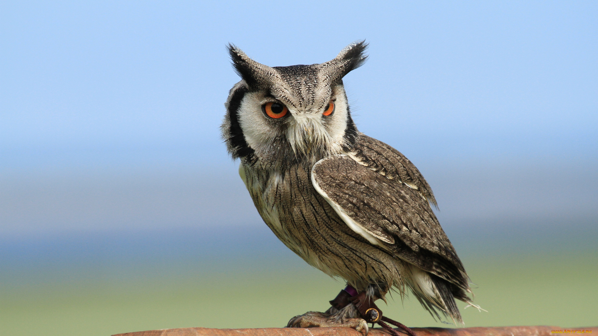 животные, совы, сова