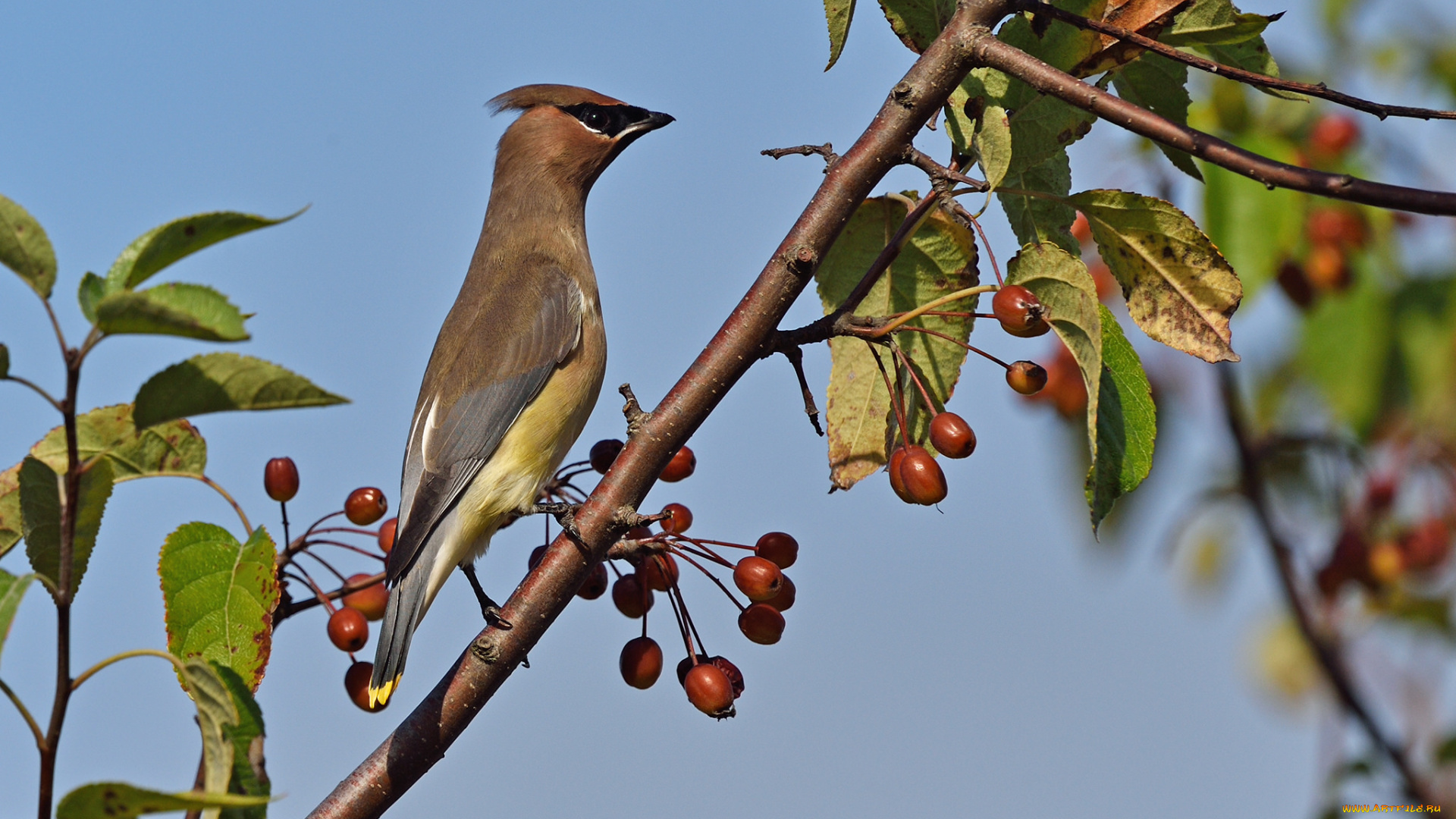 животные, свиристели, рябинник, дрозд