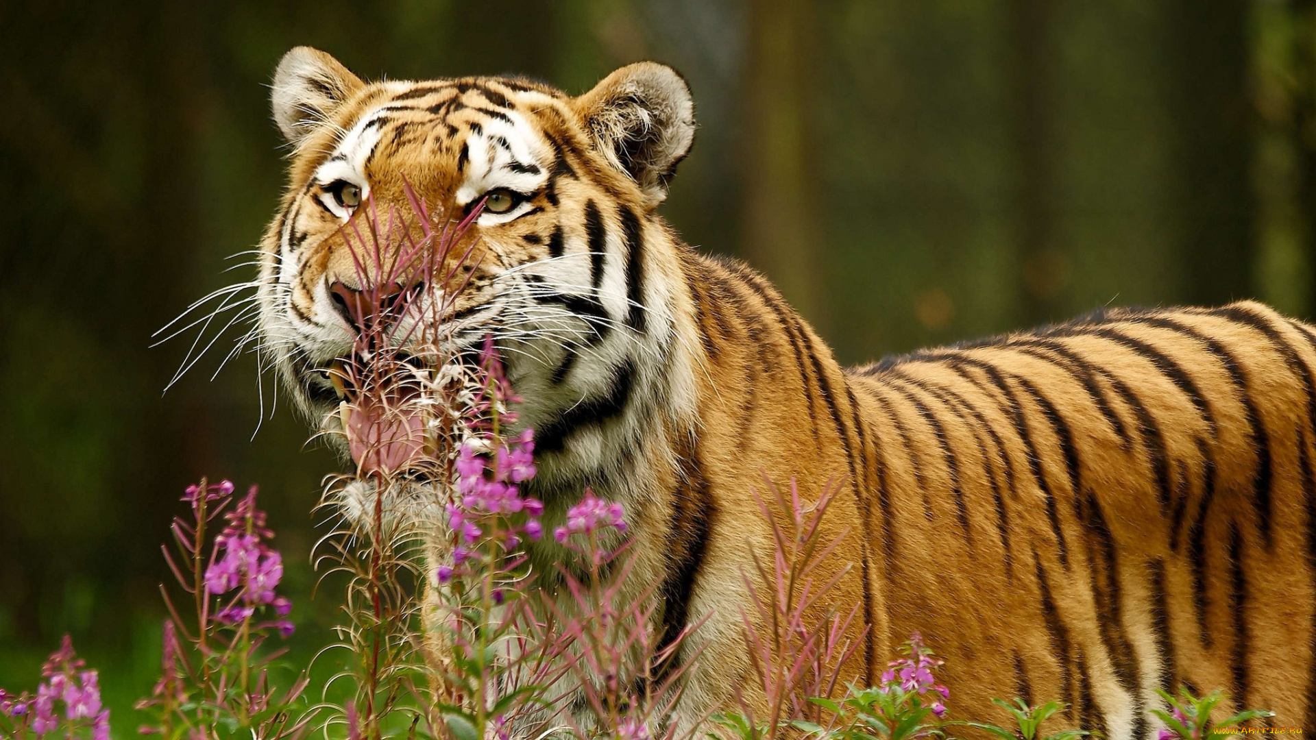 животные, тигры, тигр