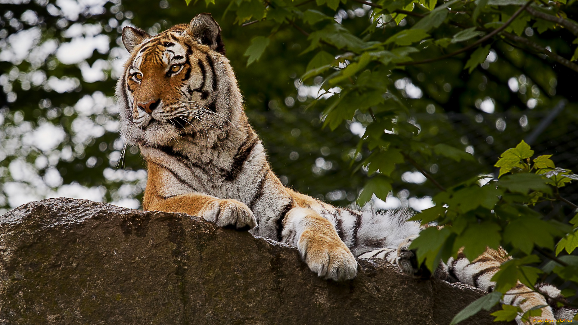 животные, тигры, тигр