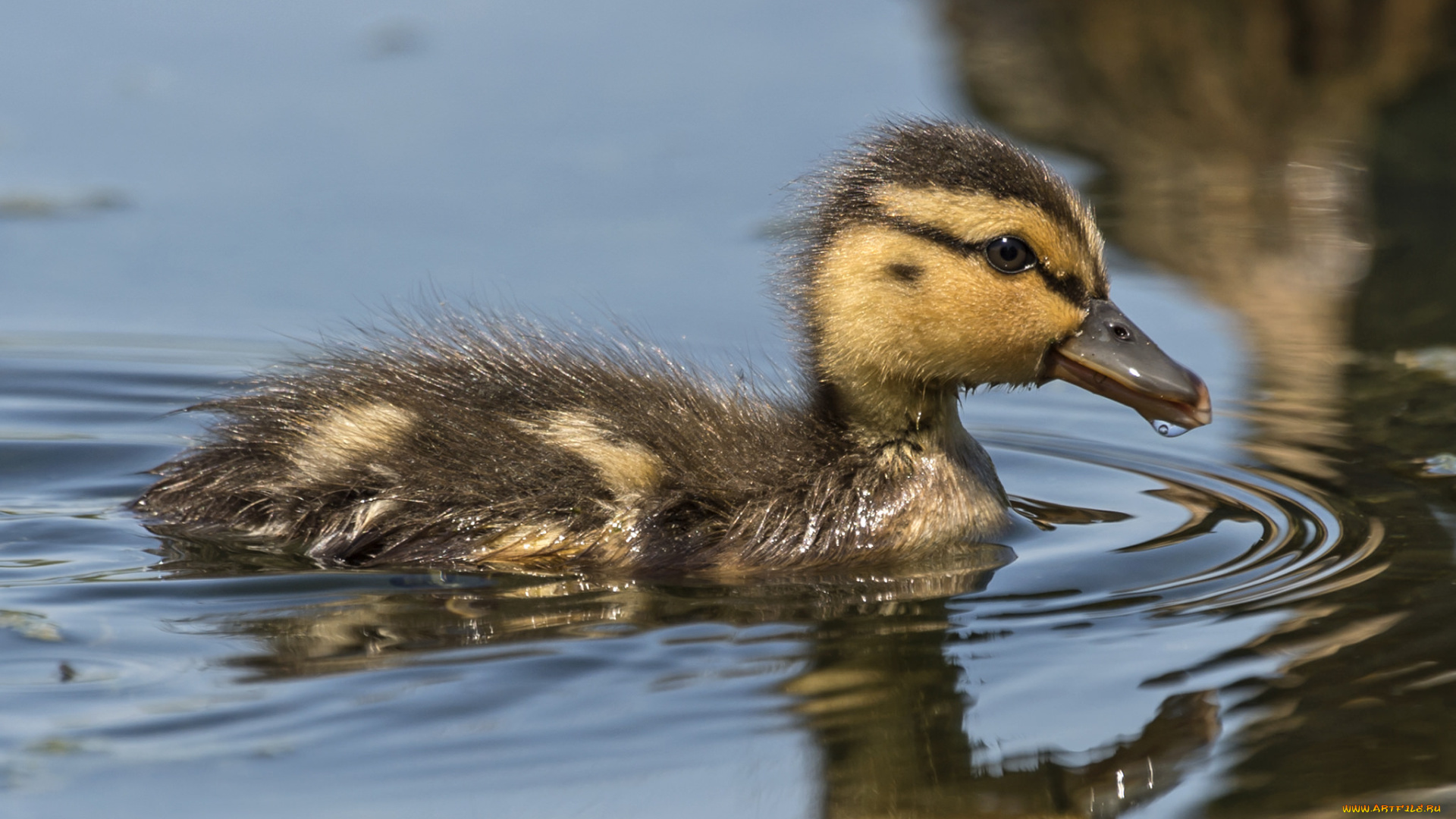 животные, утки, утенок