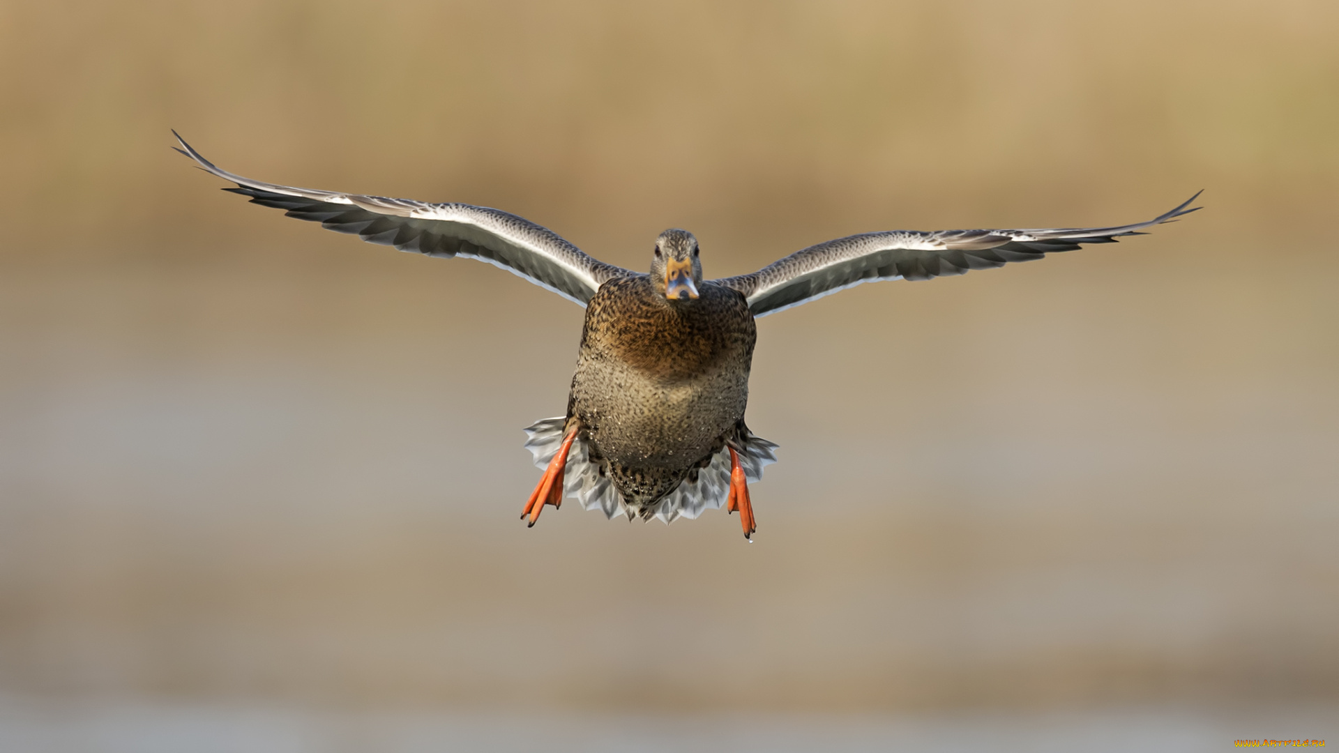животные, утки, утка