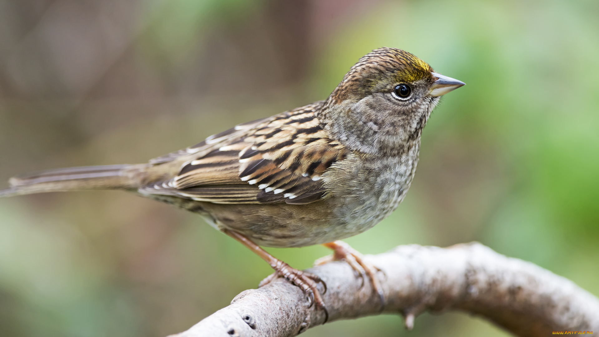 животные, воробьи, воробей