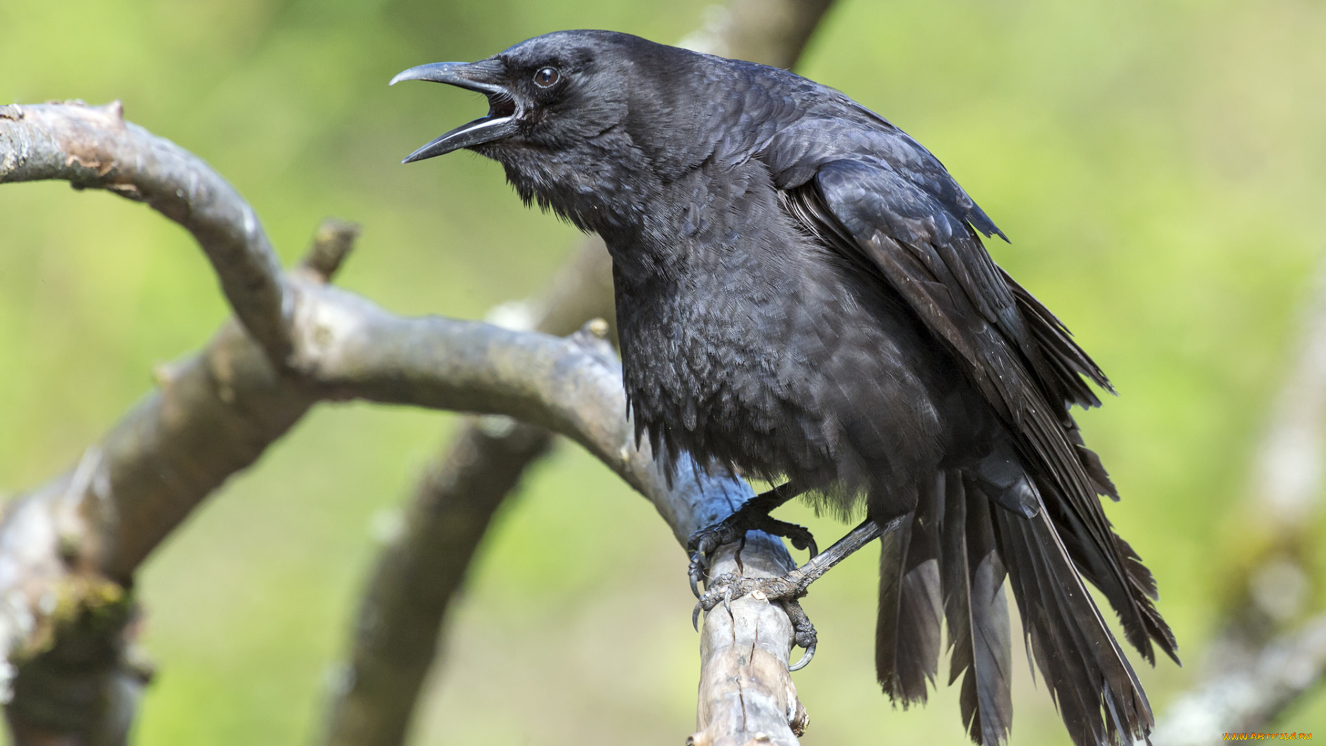 животные, вороны, , грачи, , галки, черный, ворон