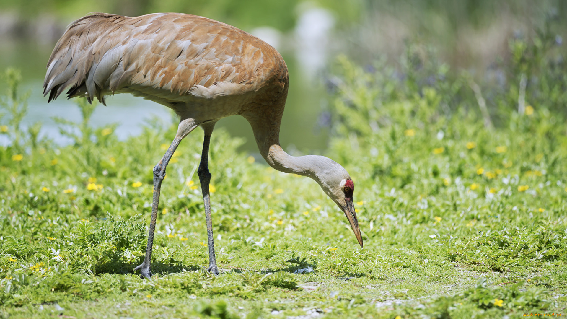 животные, журавли, журавль