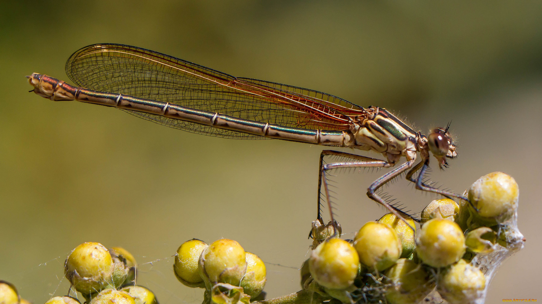 животные, стрекозы, крылья, стрекоза
