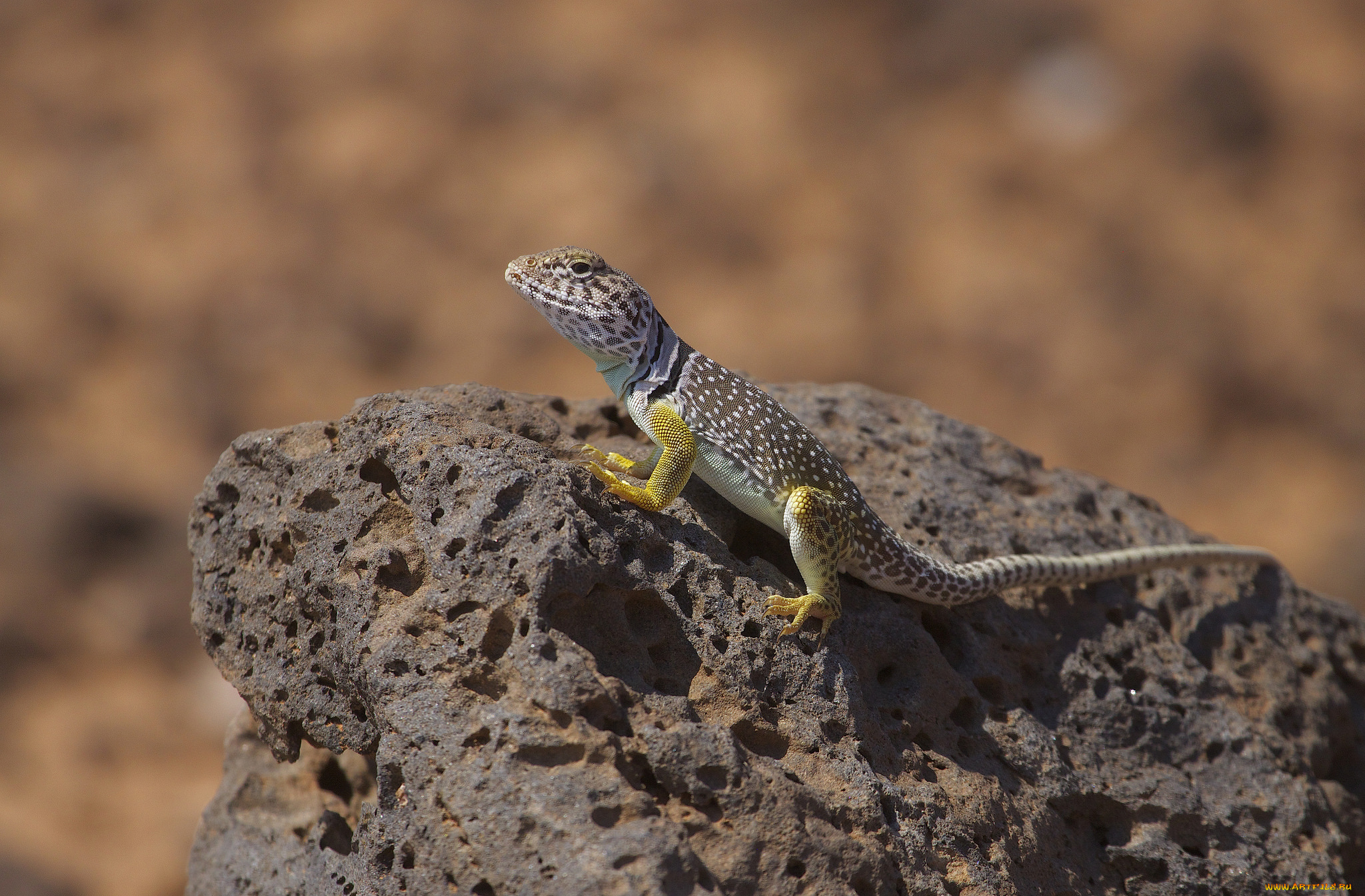 eastern, collared, lizard, животные, Ящерицы, , игуаны, , вараны, ящерка