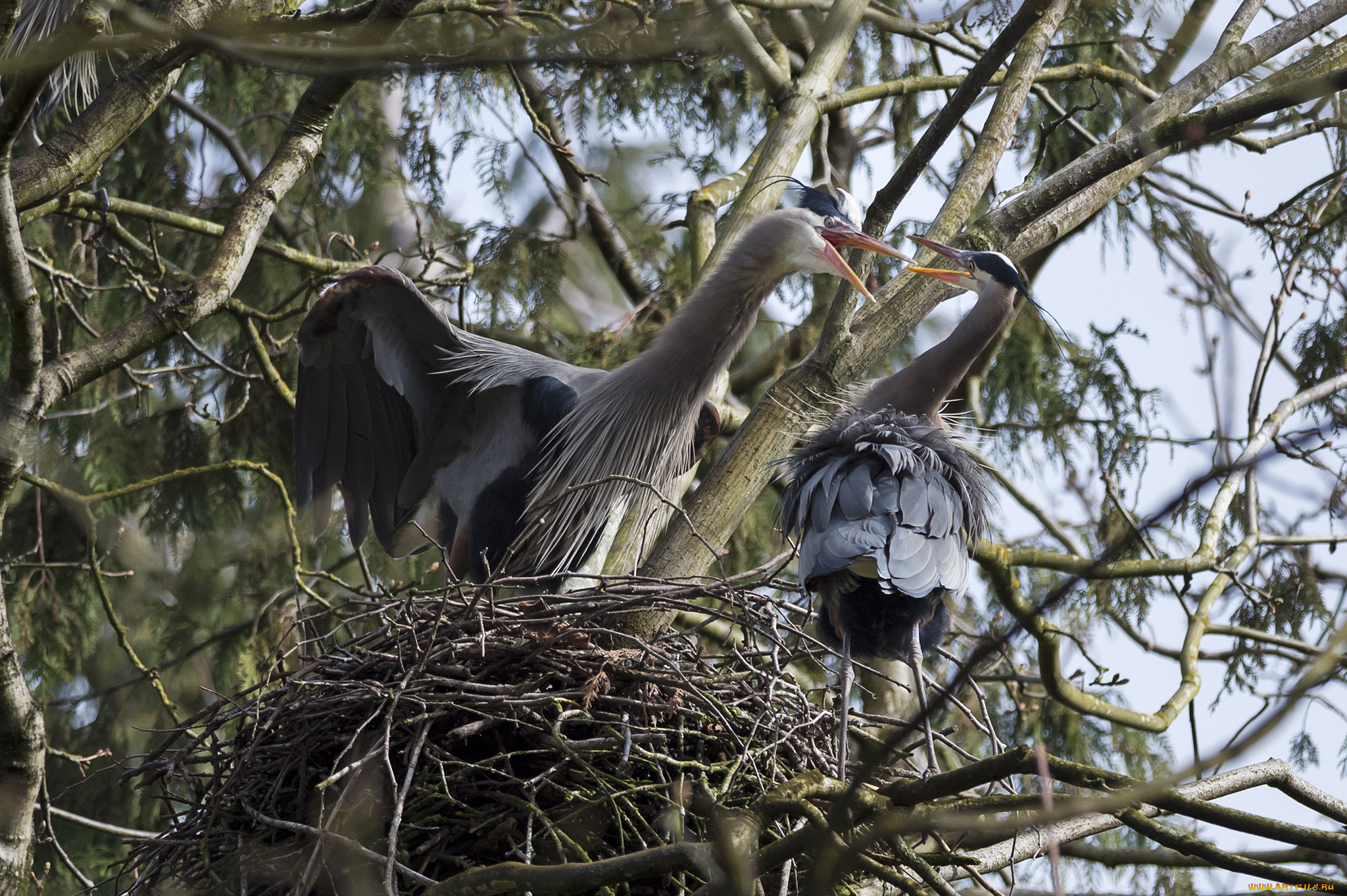 животные, цапли, , выпи, гнездо