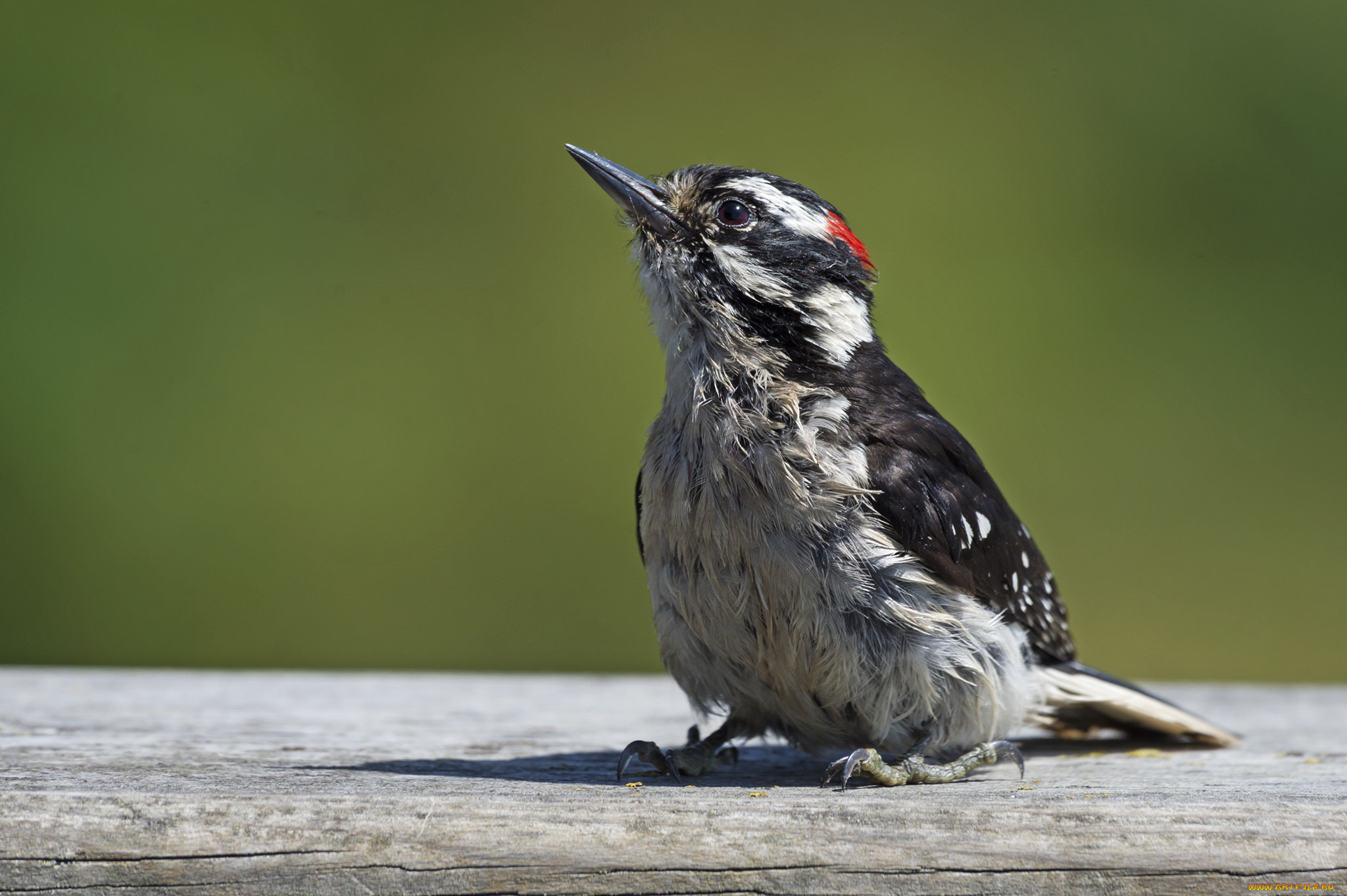 животные, дятлы, дятел