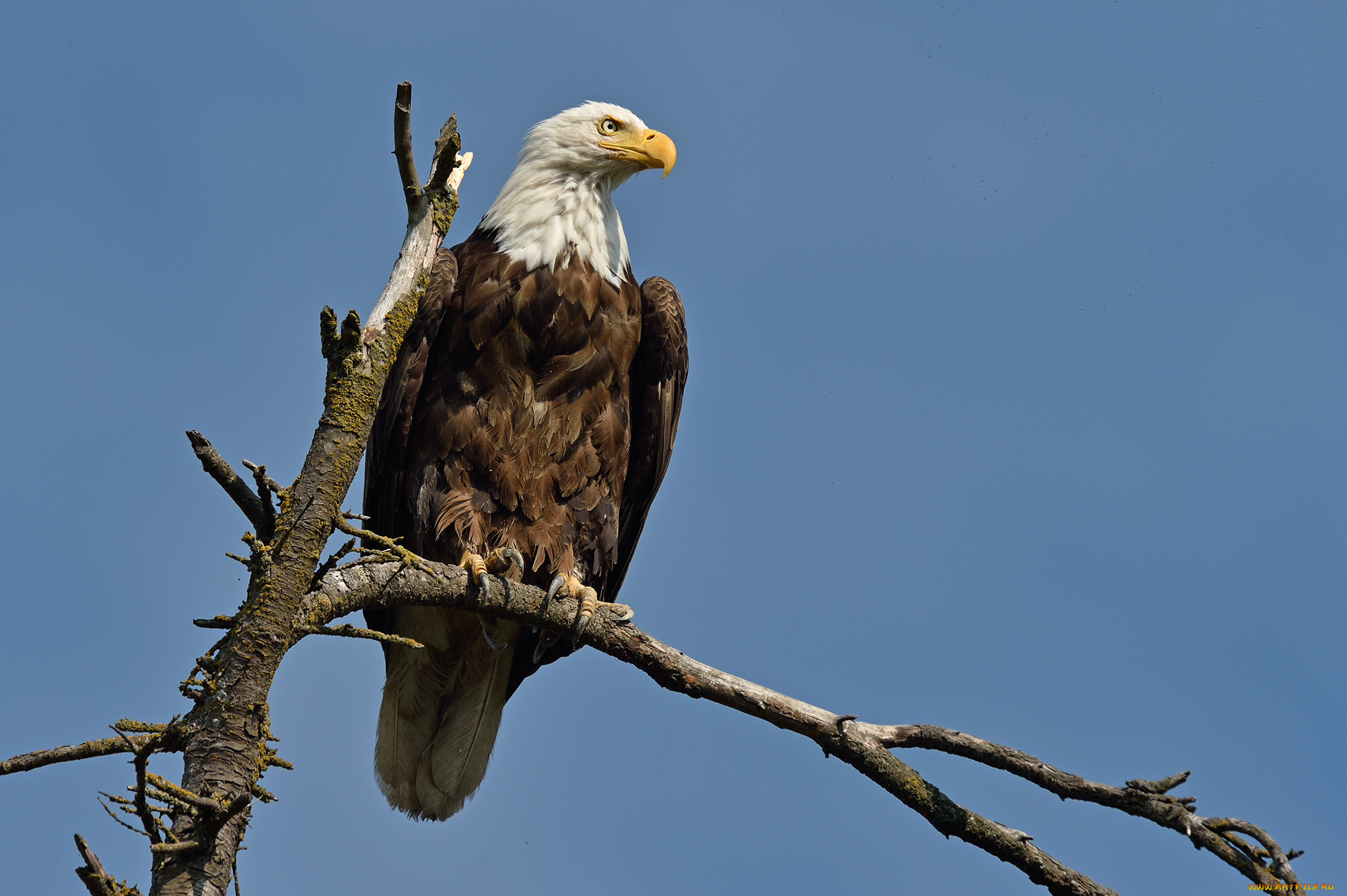животные, птицы, -, хищники, орлан, белоголовый