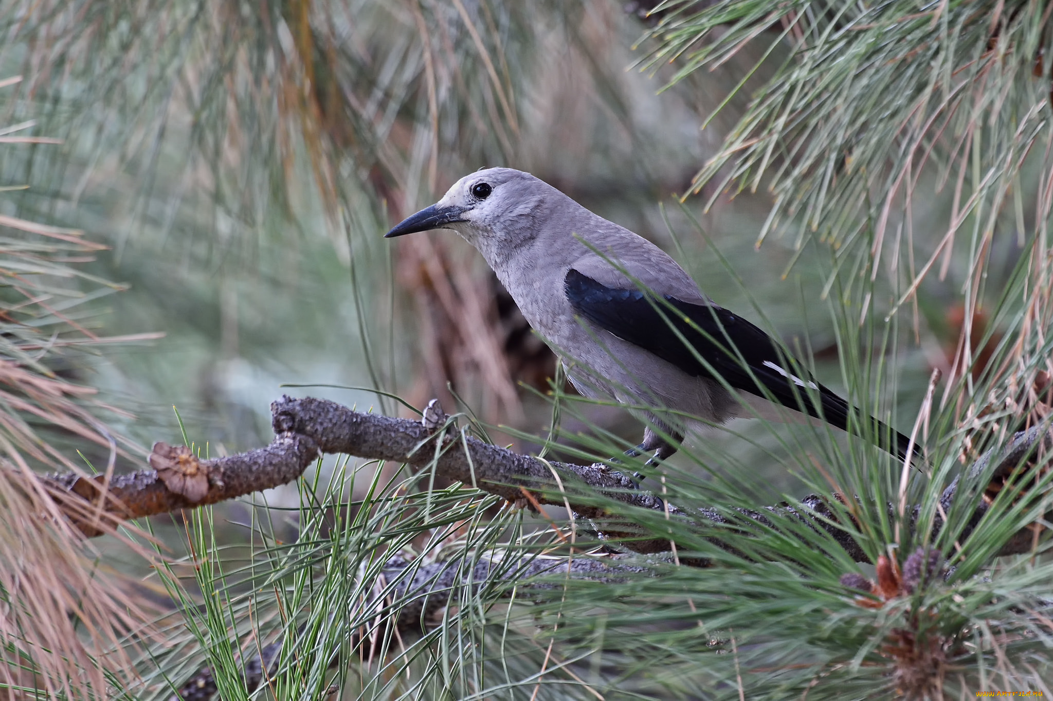 животные, сизоворонки, , ракши, сизоворонка