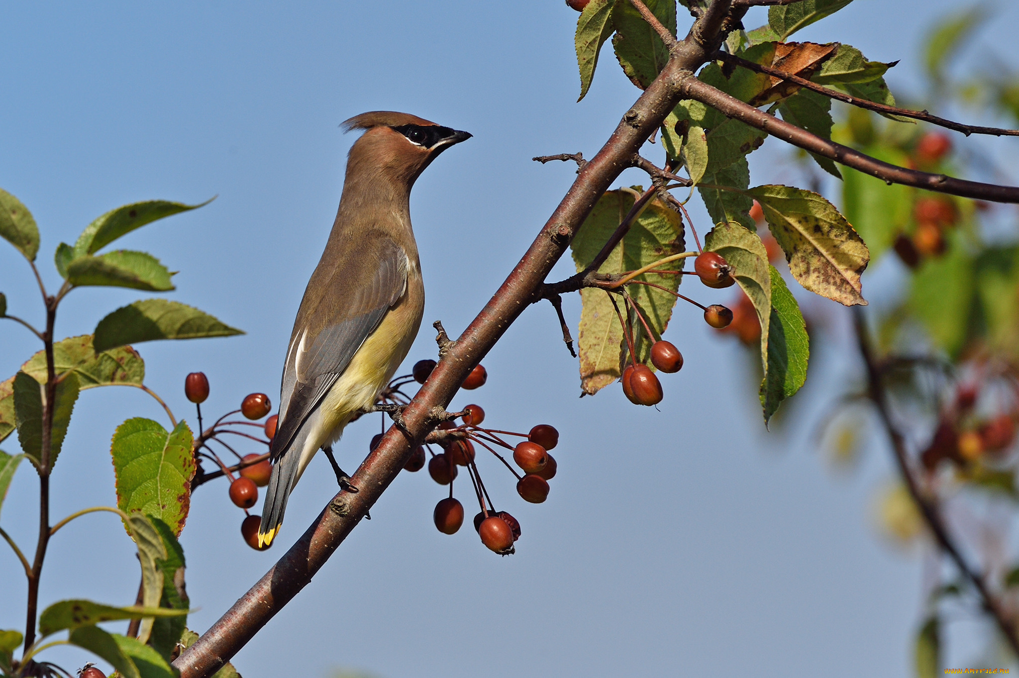 животные, свиристели, рябинник, дрозд