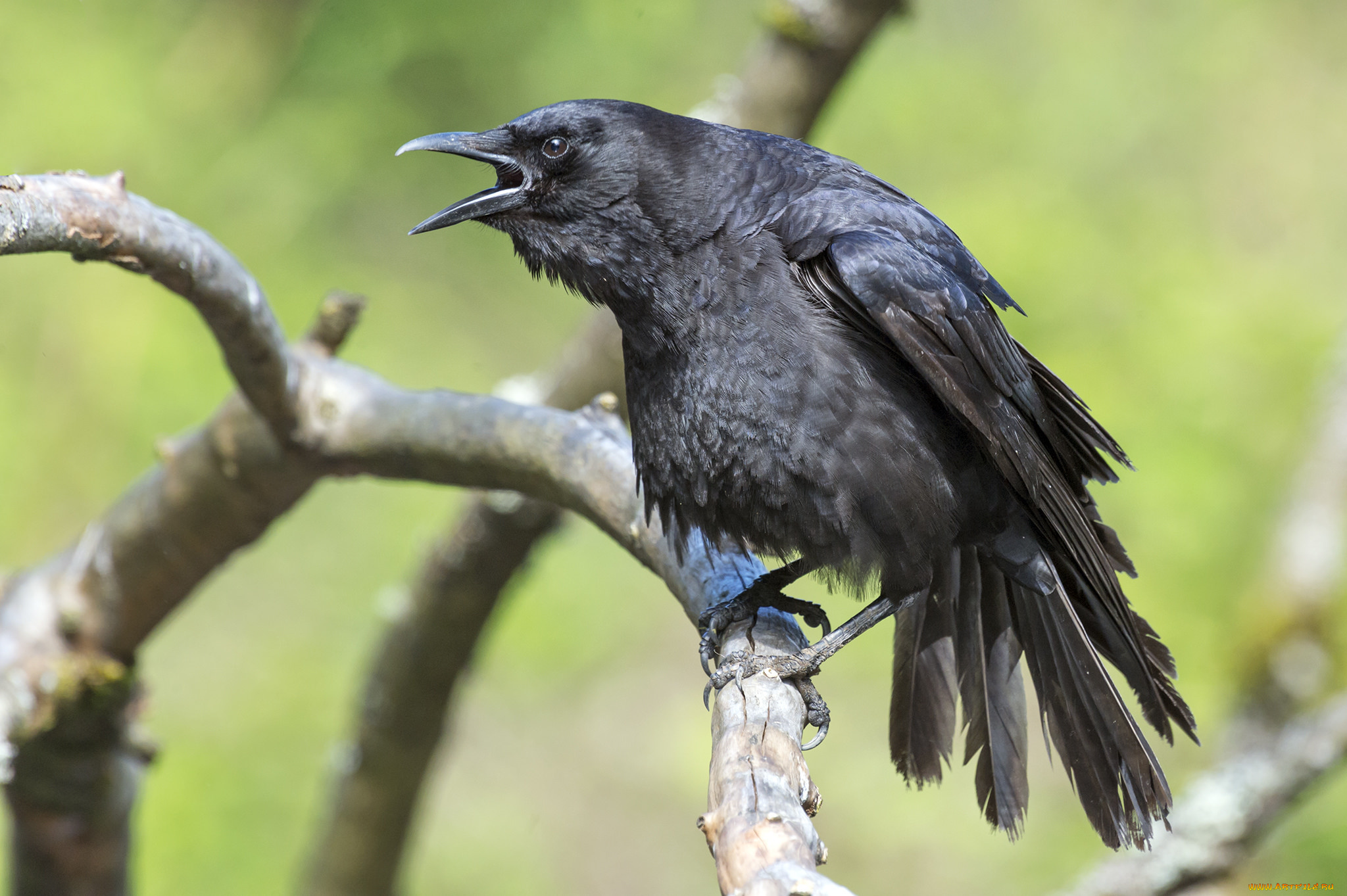 животные, вороны, , грачи, , галки, черный, ворон