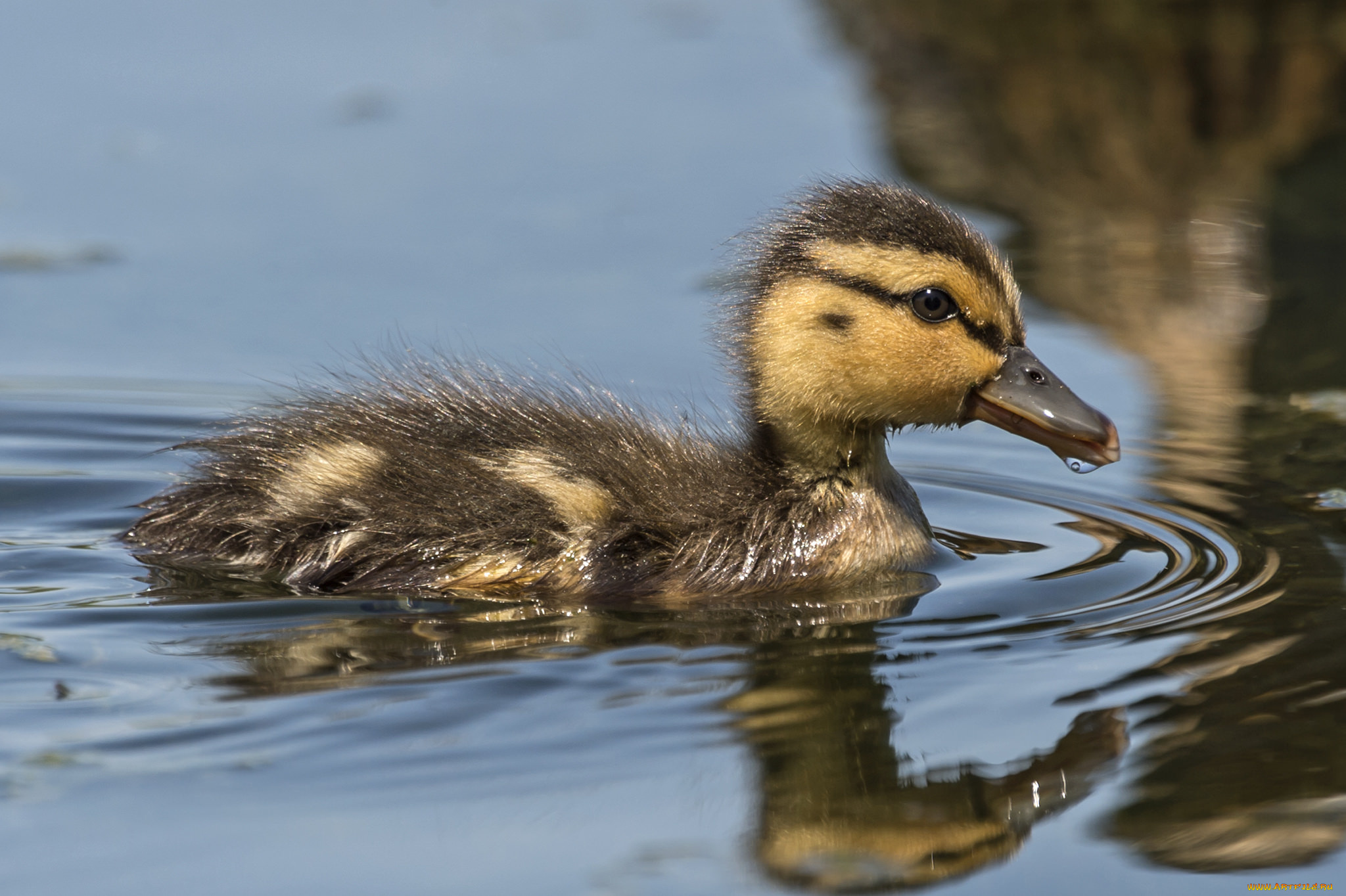 животные, утки, утенок