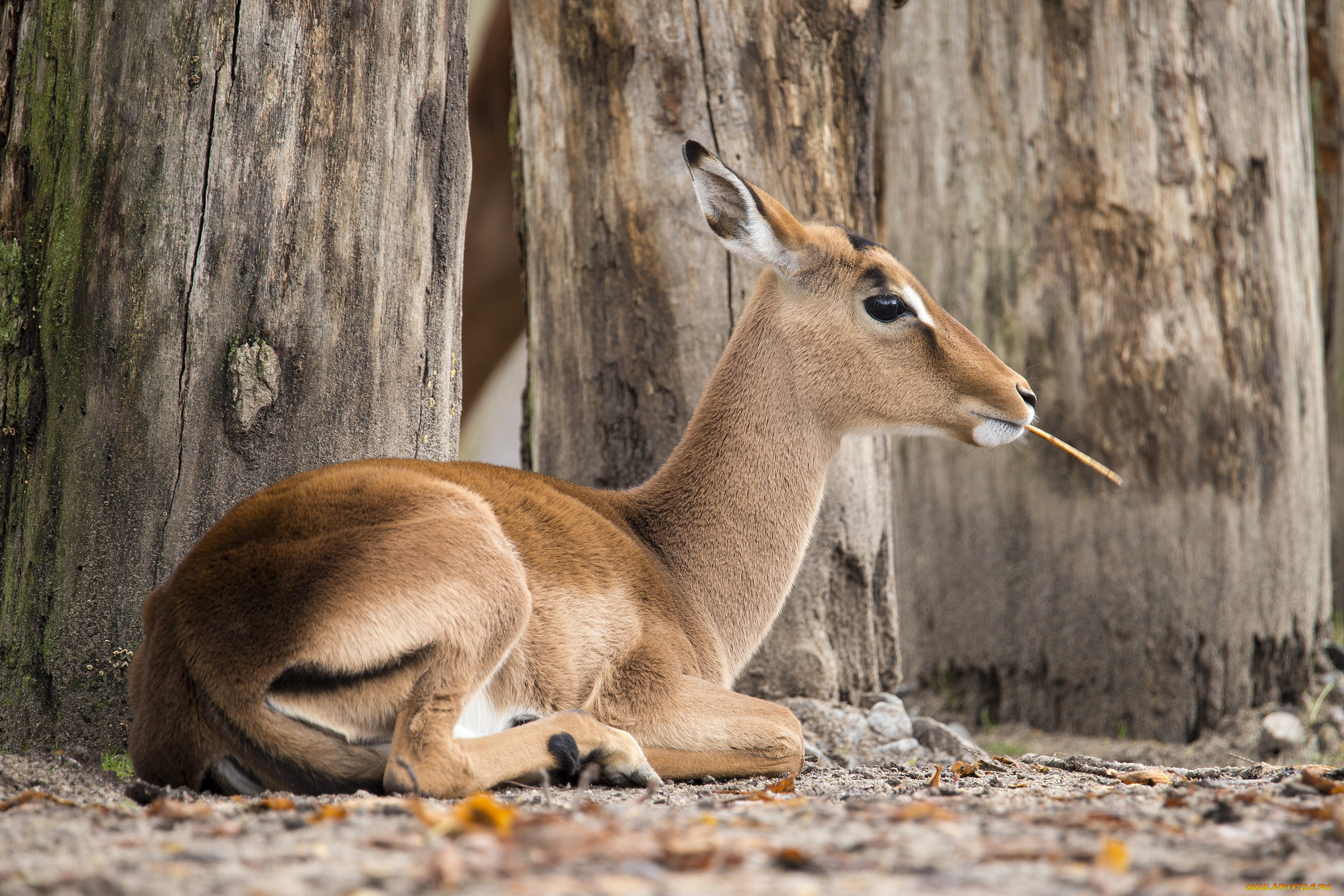 животные, антилопы, антилопа
