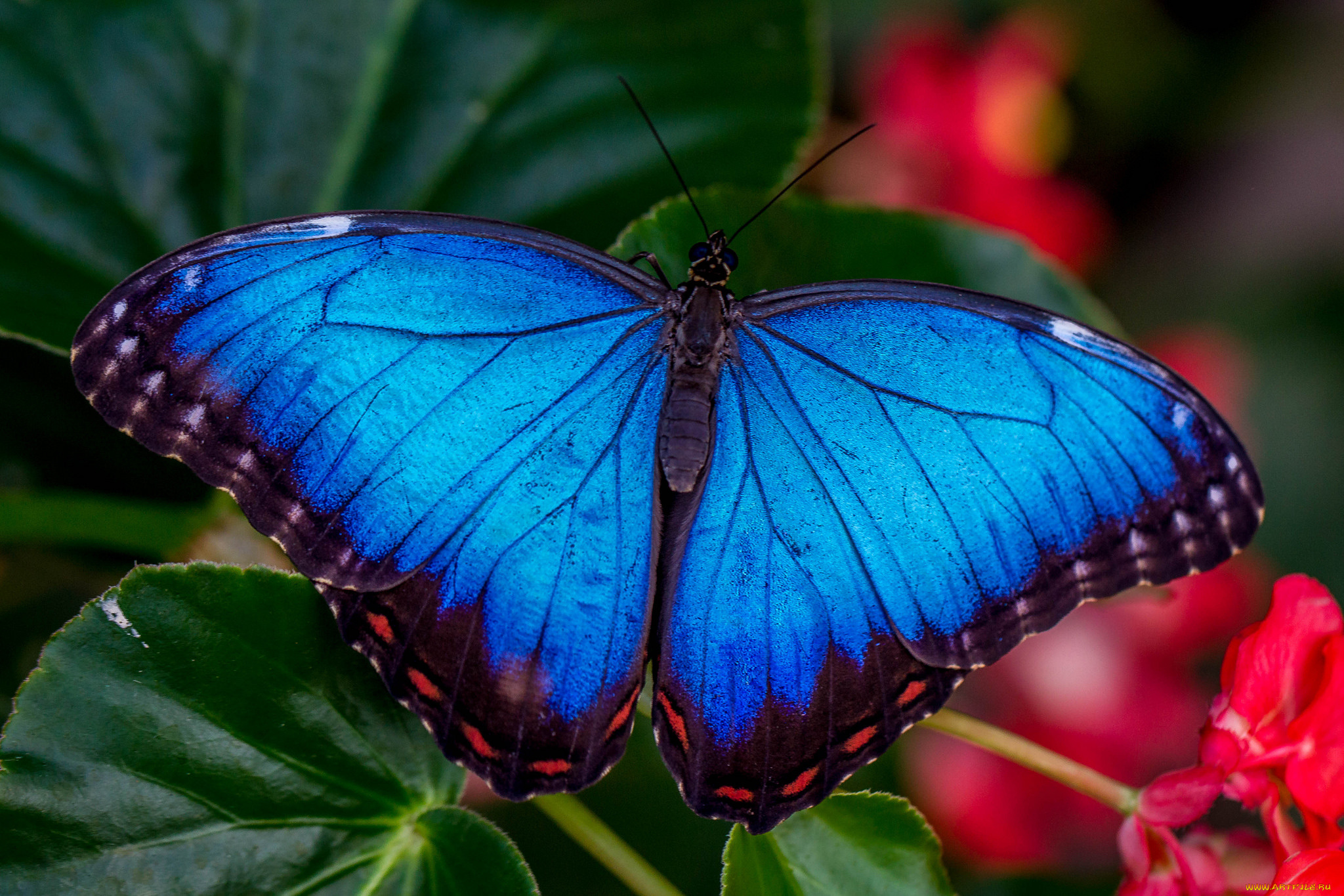 животные, бабочки, , мотыльки, , моли, бабочка