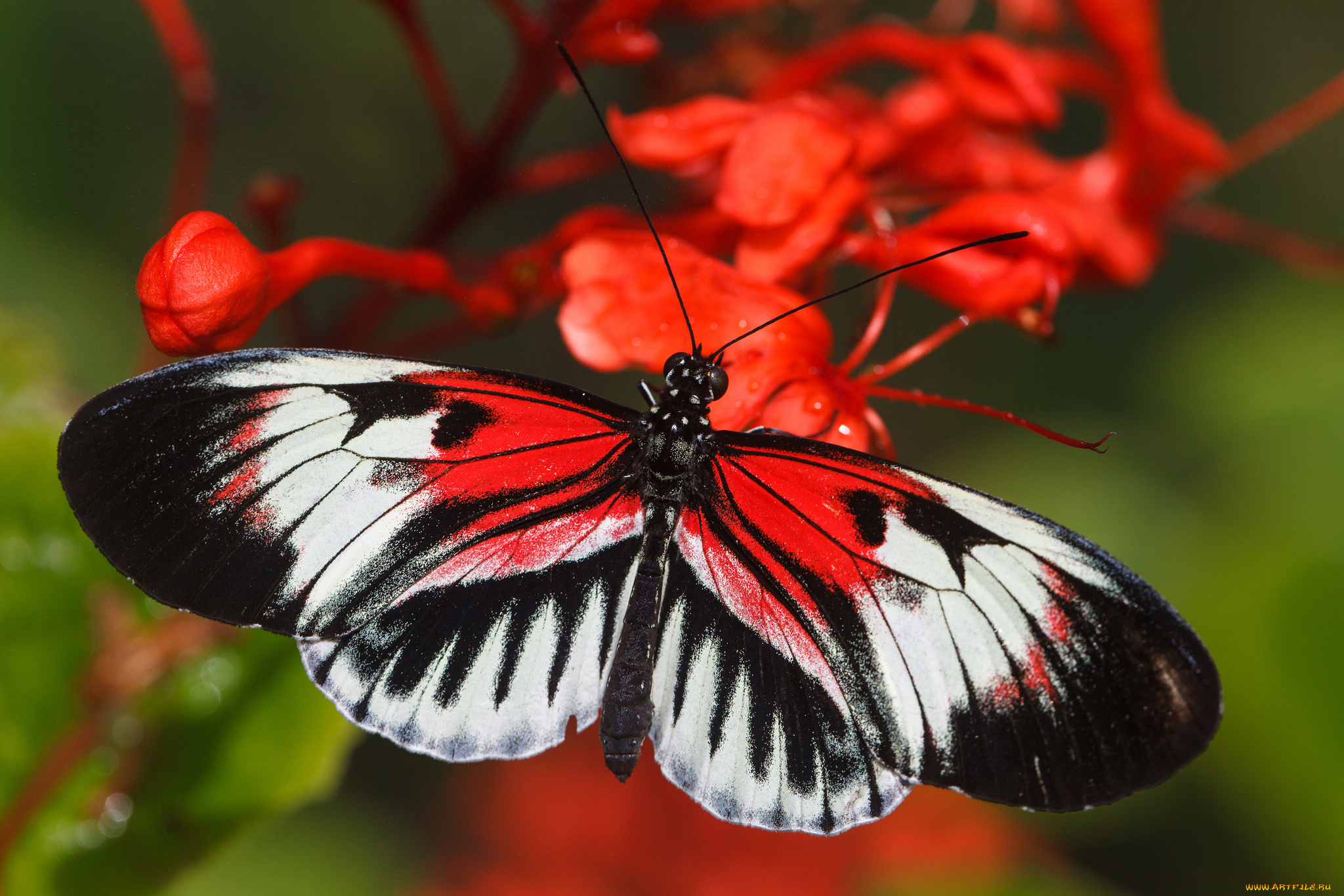 животные, бабочки, , мотыльки, , моли, цветок, листья, насекомое, усики, крылья, фон, бабочка, макро, bob, decker
