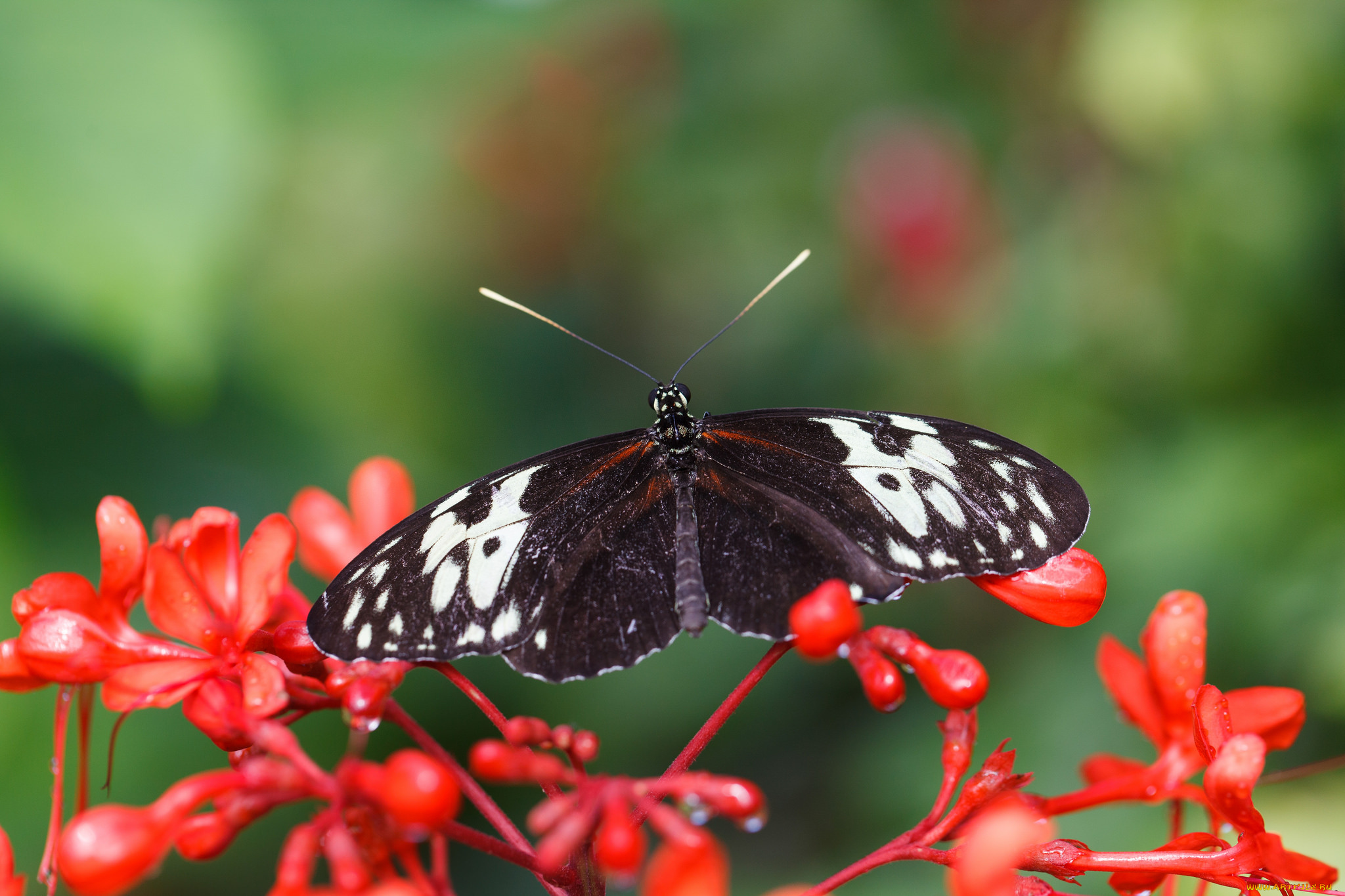 животные, бабочки, , мотыльки, , моли, листья, солнечно, цветы, фон, бабочка, макро, насекомое, усики, крылья, bob, decker
