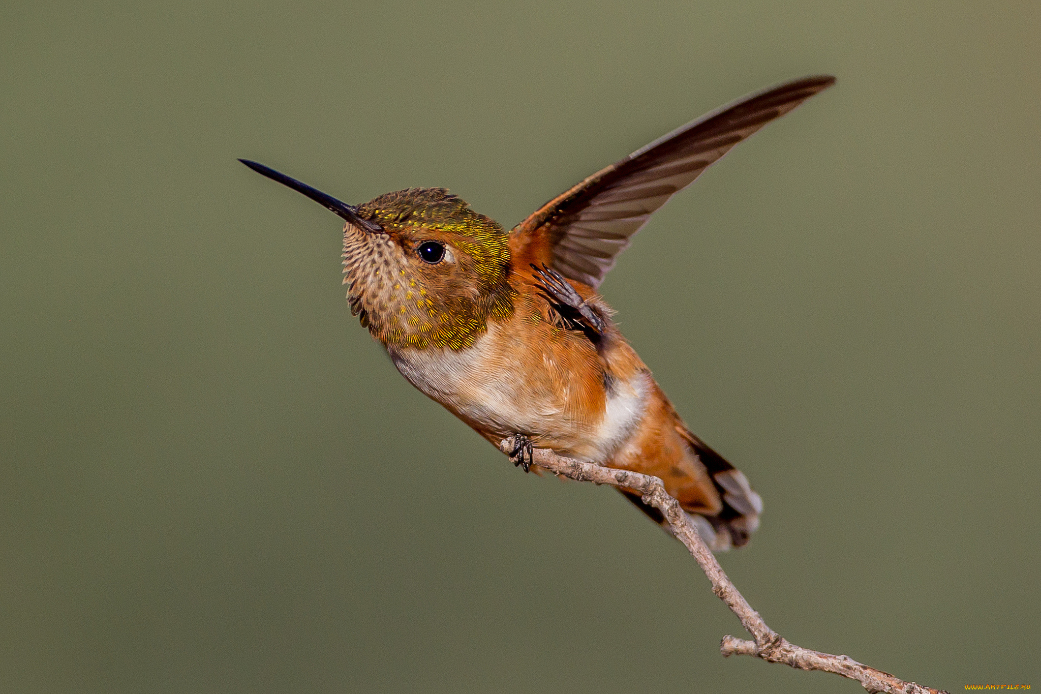 животные, колибри