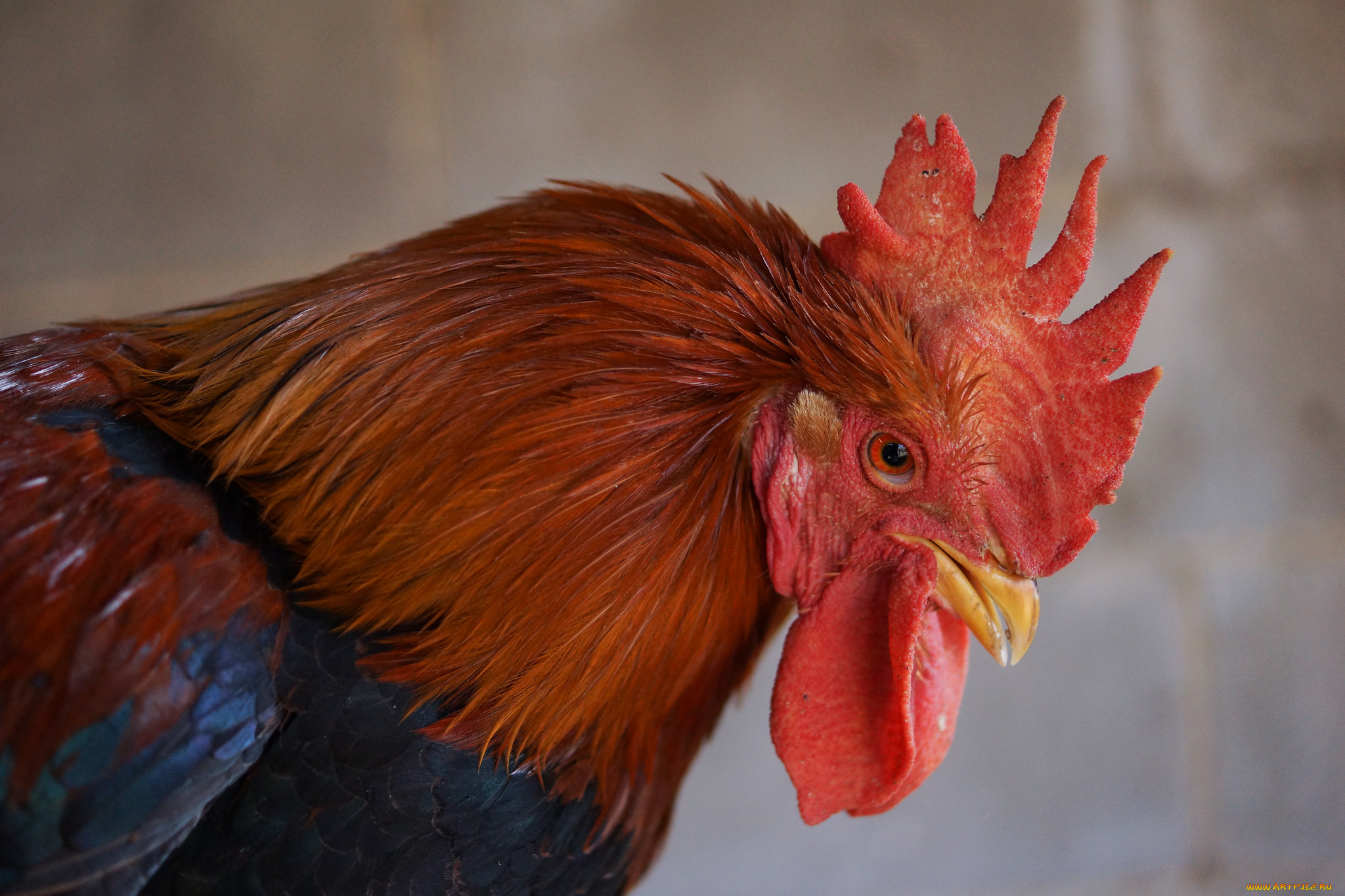 животные, куры, , петухи, петух