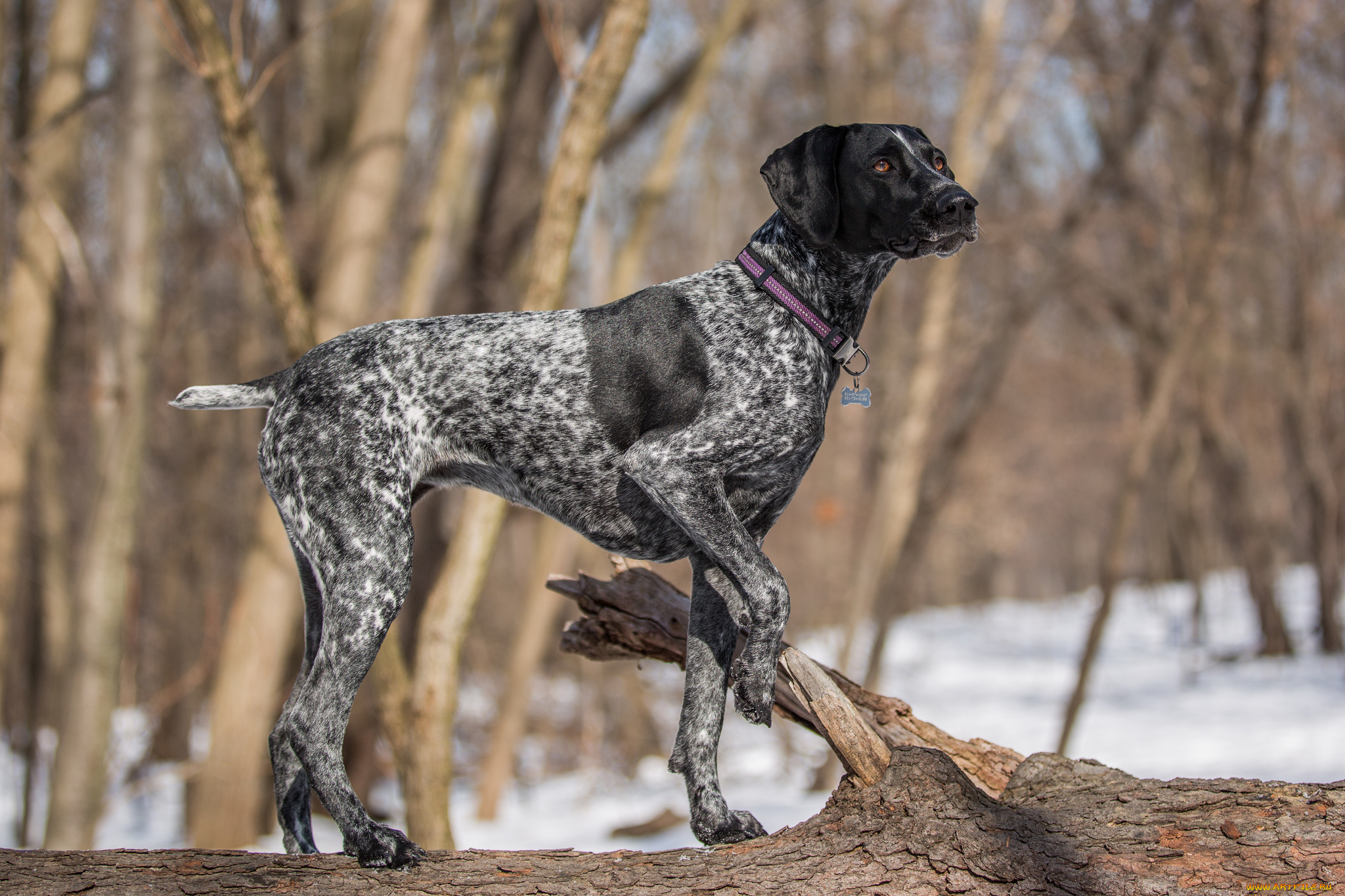 животные, собаки, пес, лес