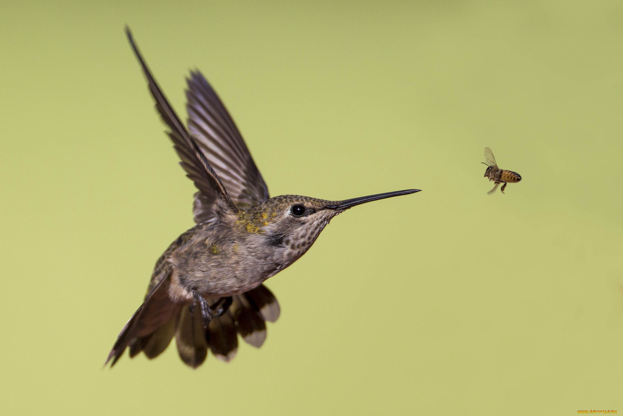 животные, колибри