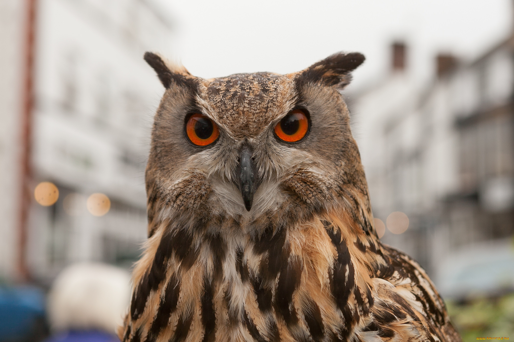 животные, совы, сова