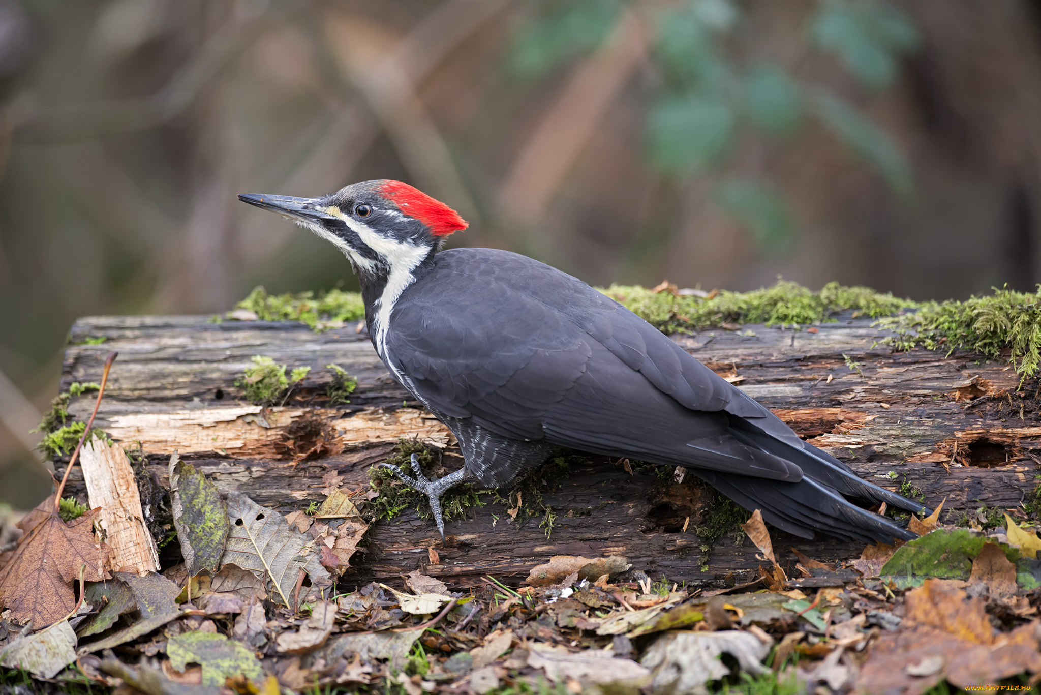 животные, дятлы, дятел