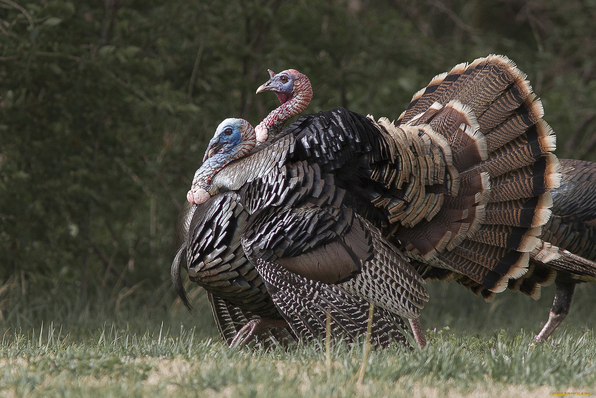 животные, индюки