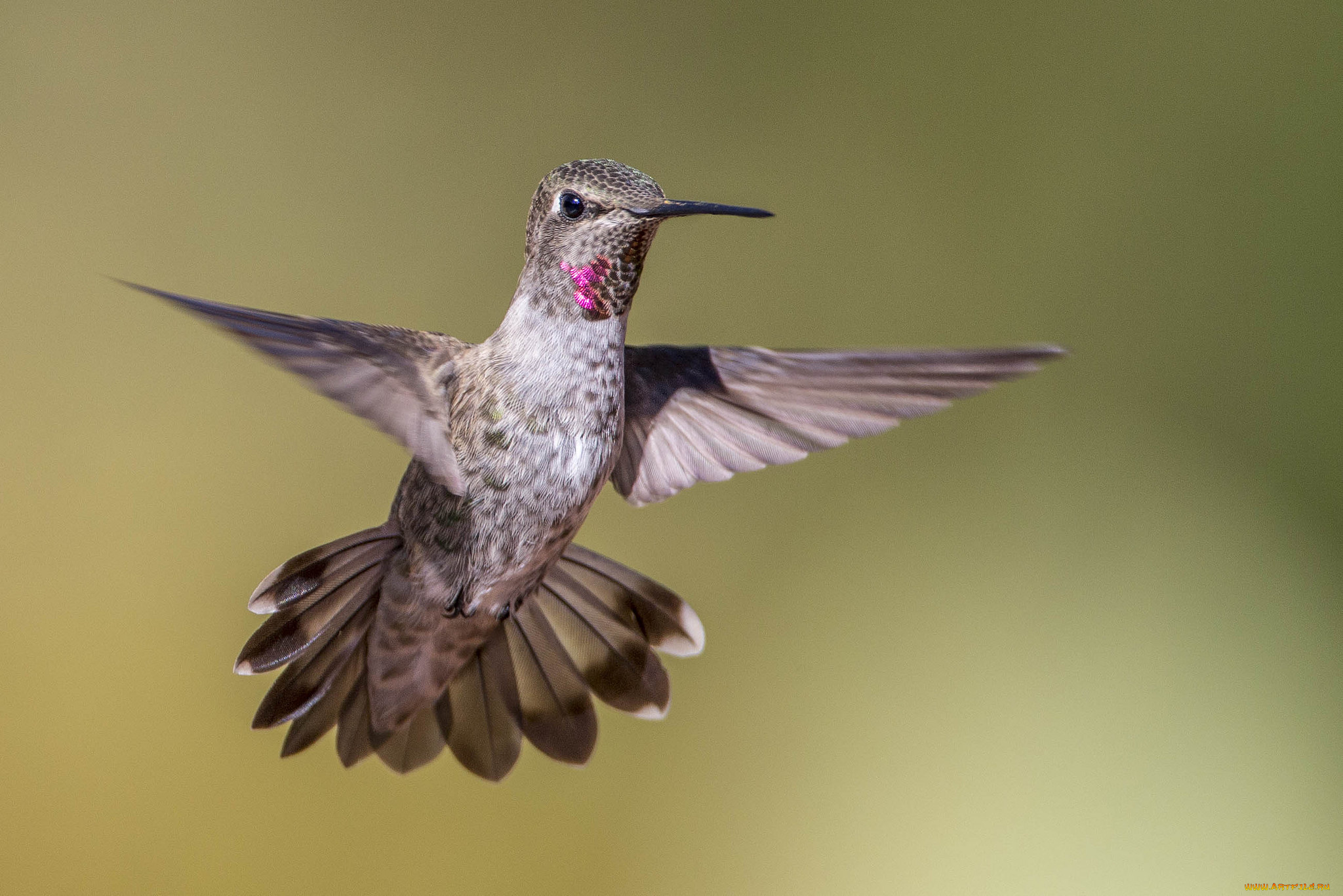 животные, колибри