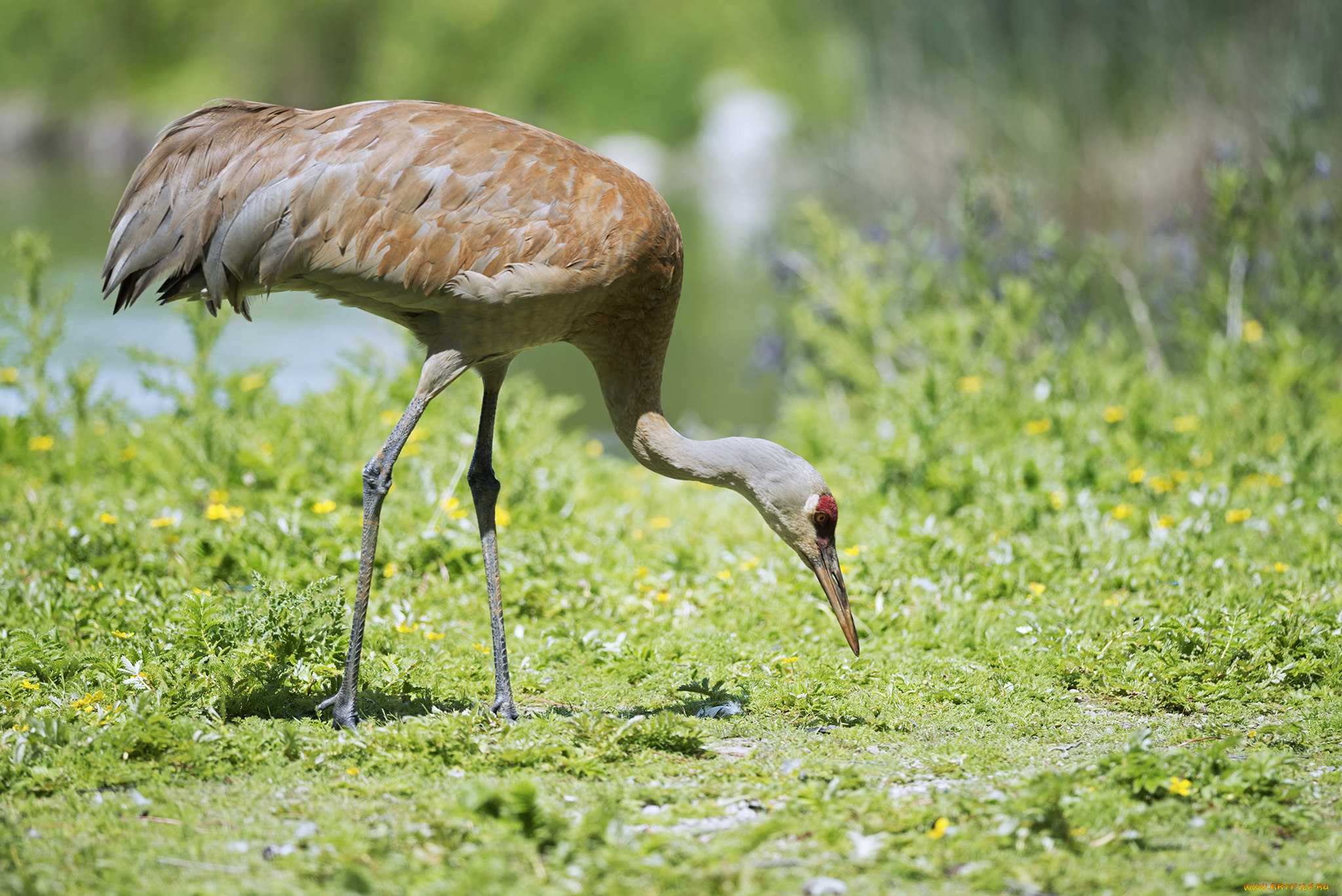 животные, журавли, журавль