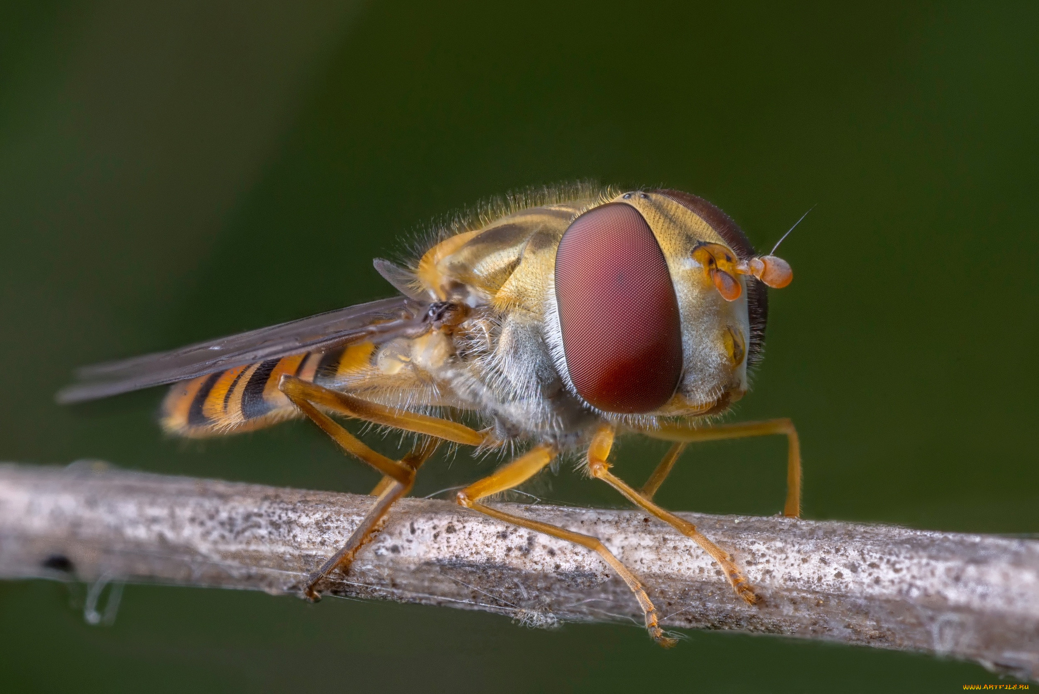 животные, насекомые, глаза, муха