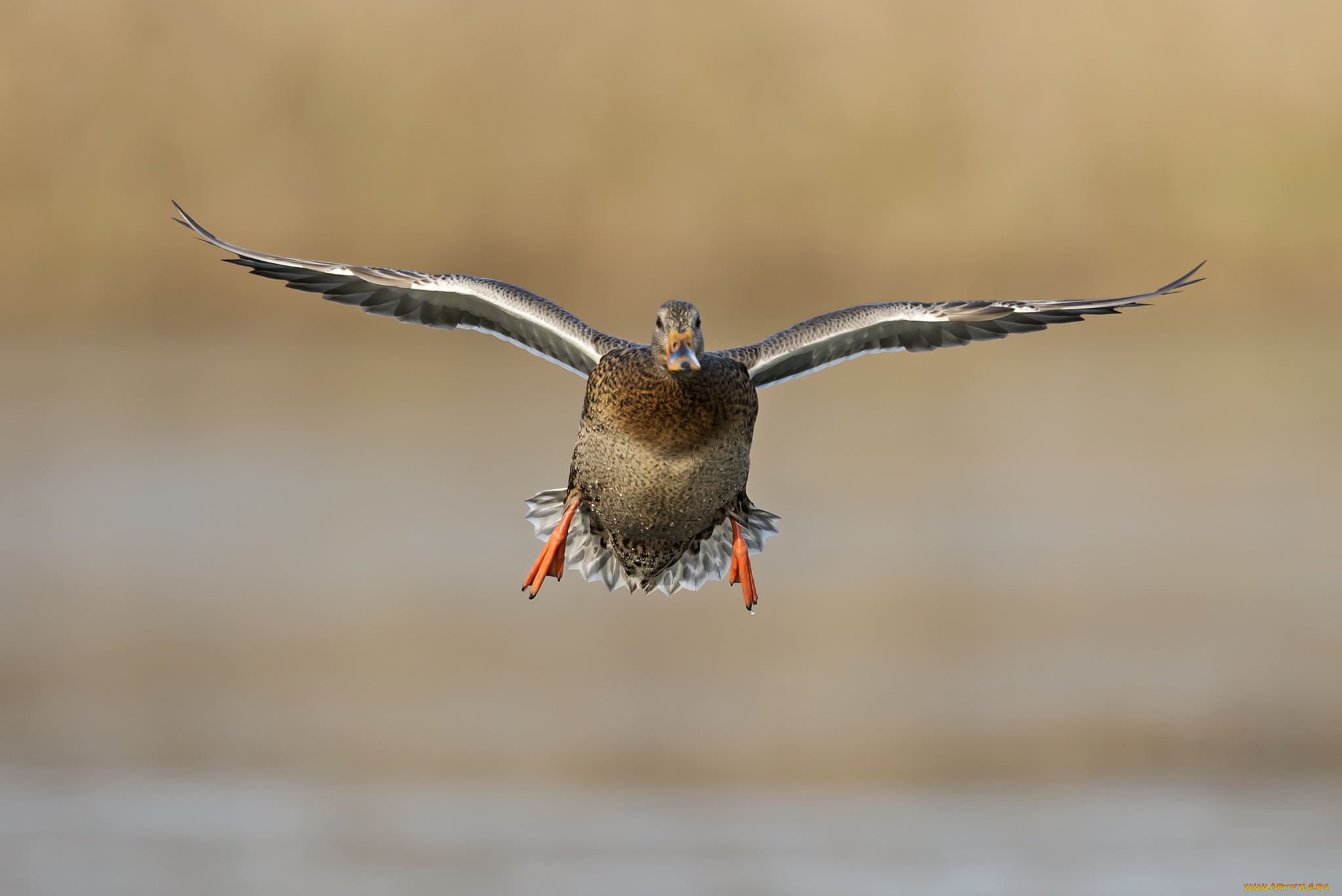 животные, утки, утка