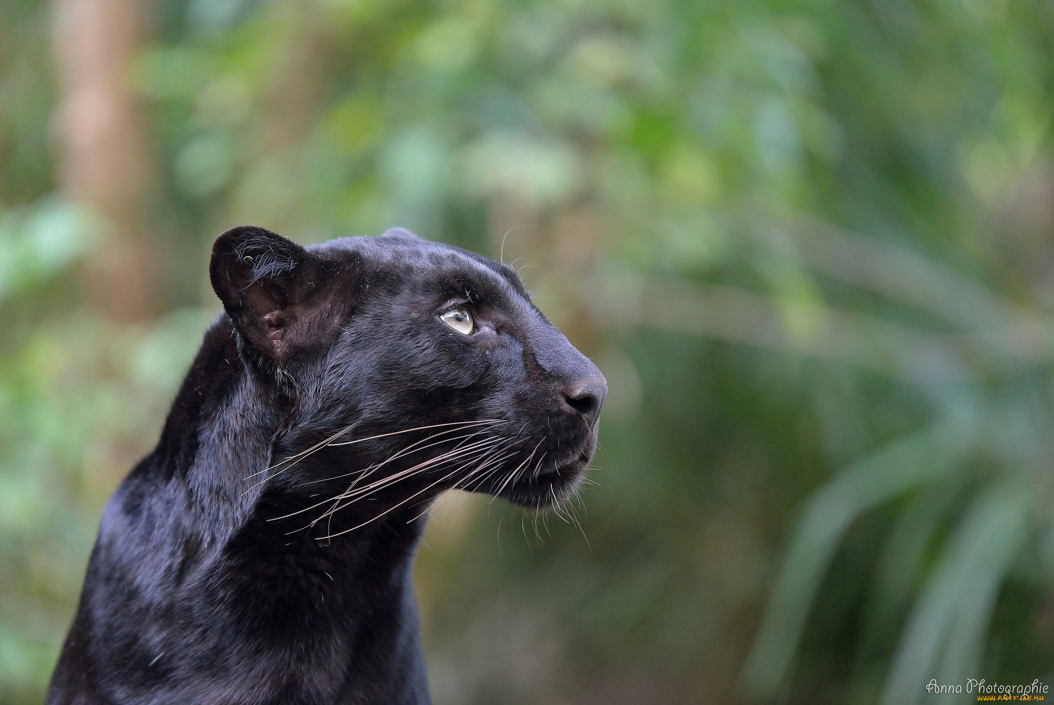 животные, пантеры, морда, профиль, леопард, чёрный