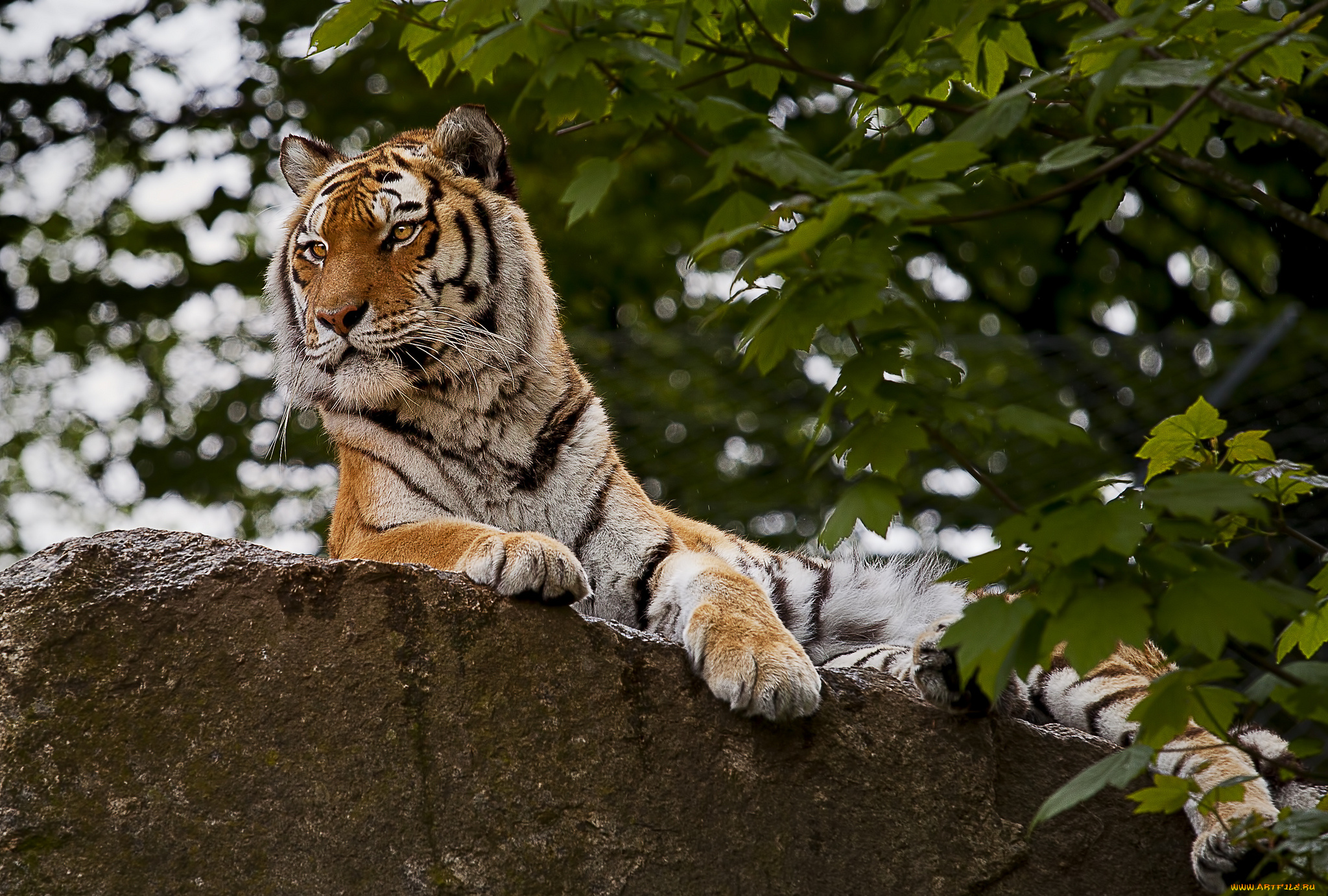животные, тигры, тигр