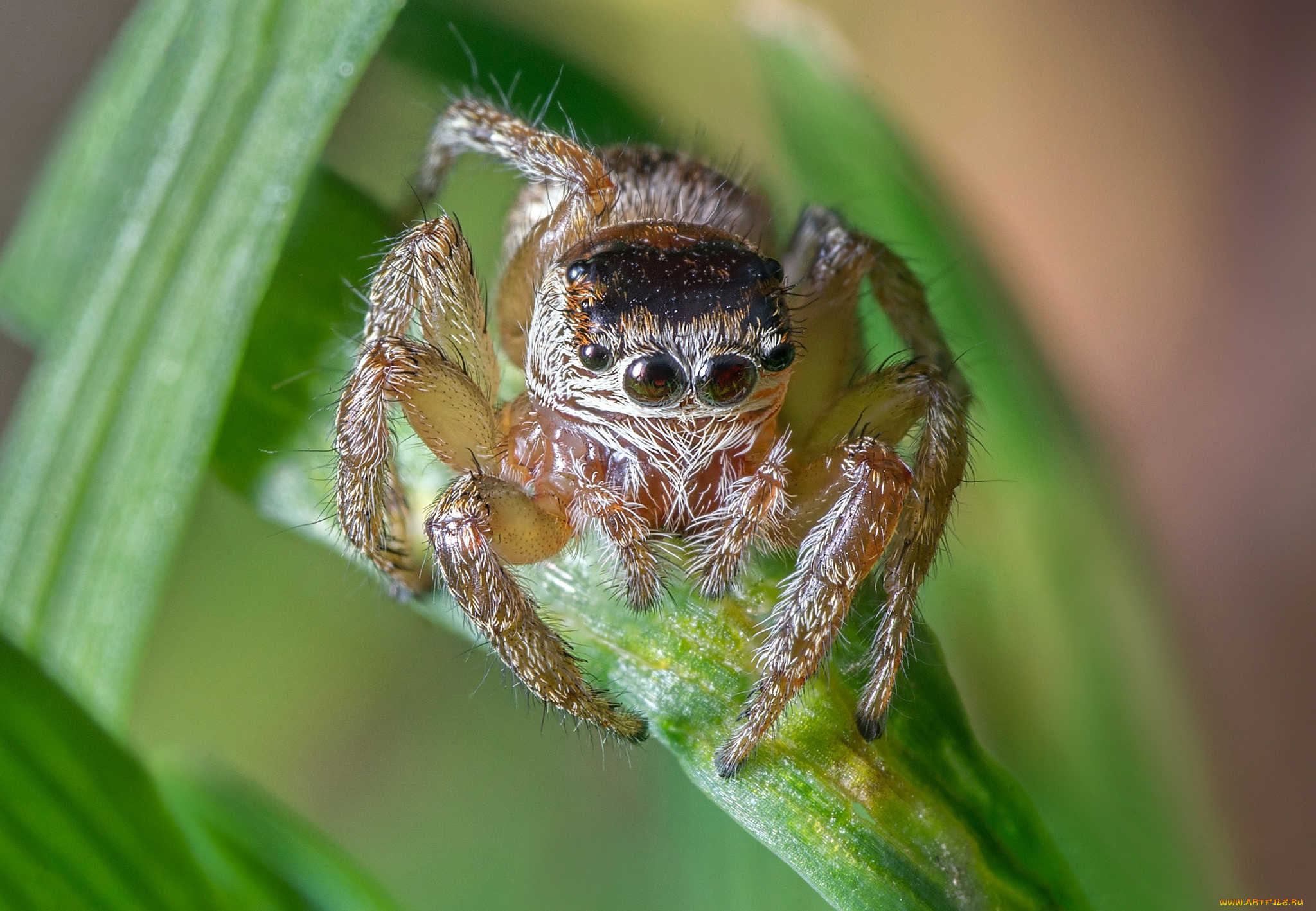 животные, пауки, макросъемка, глаза, паук