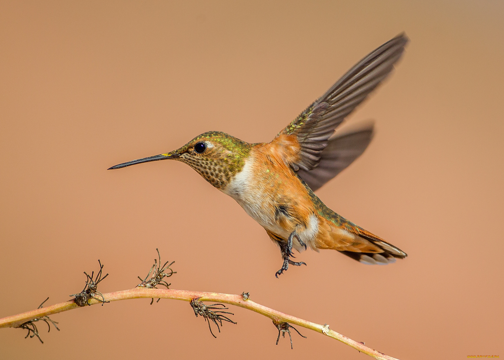 животные, колибри