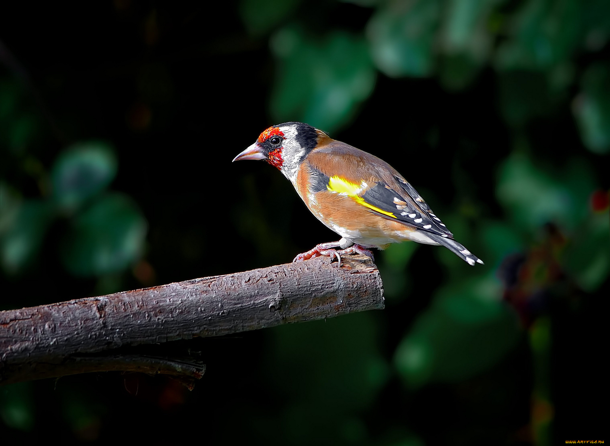 животные, щеглы, , чижи, птичка