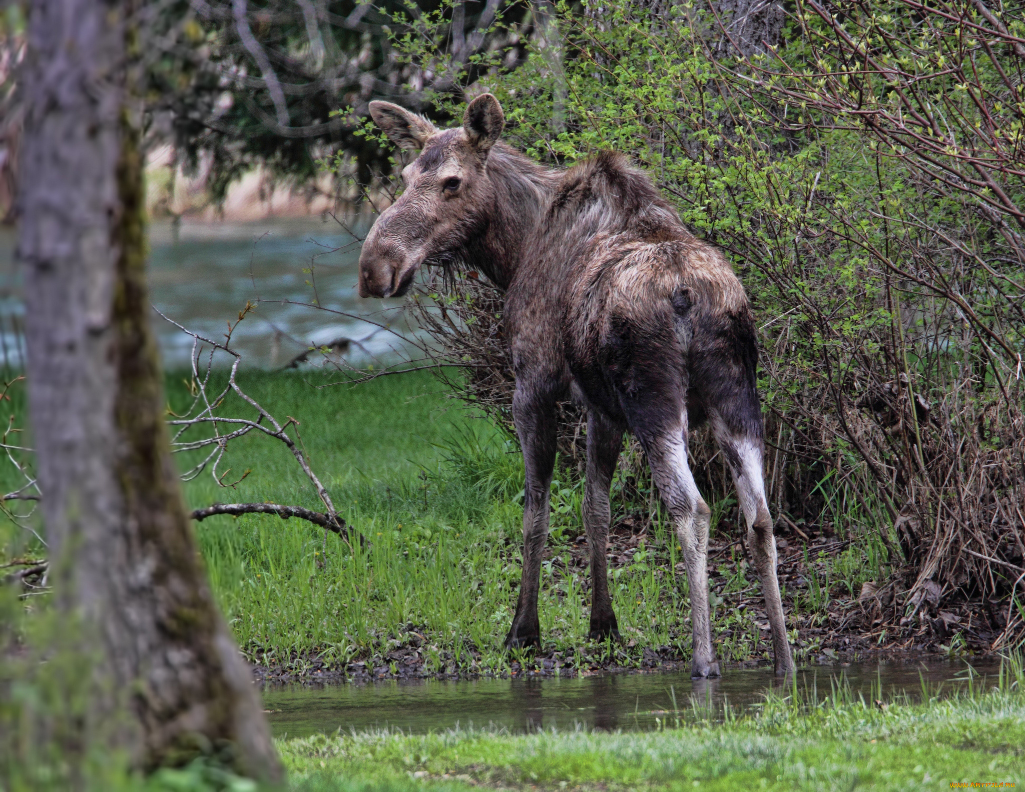 животные, лоси, сохатый