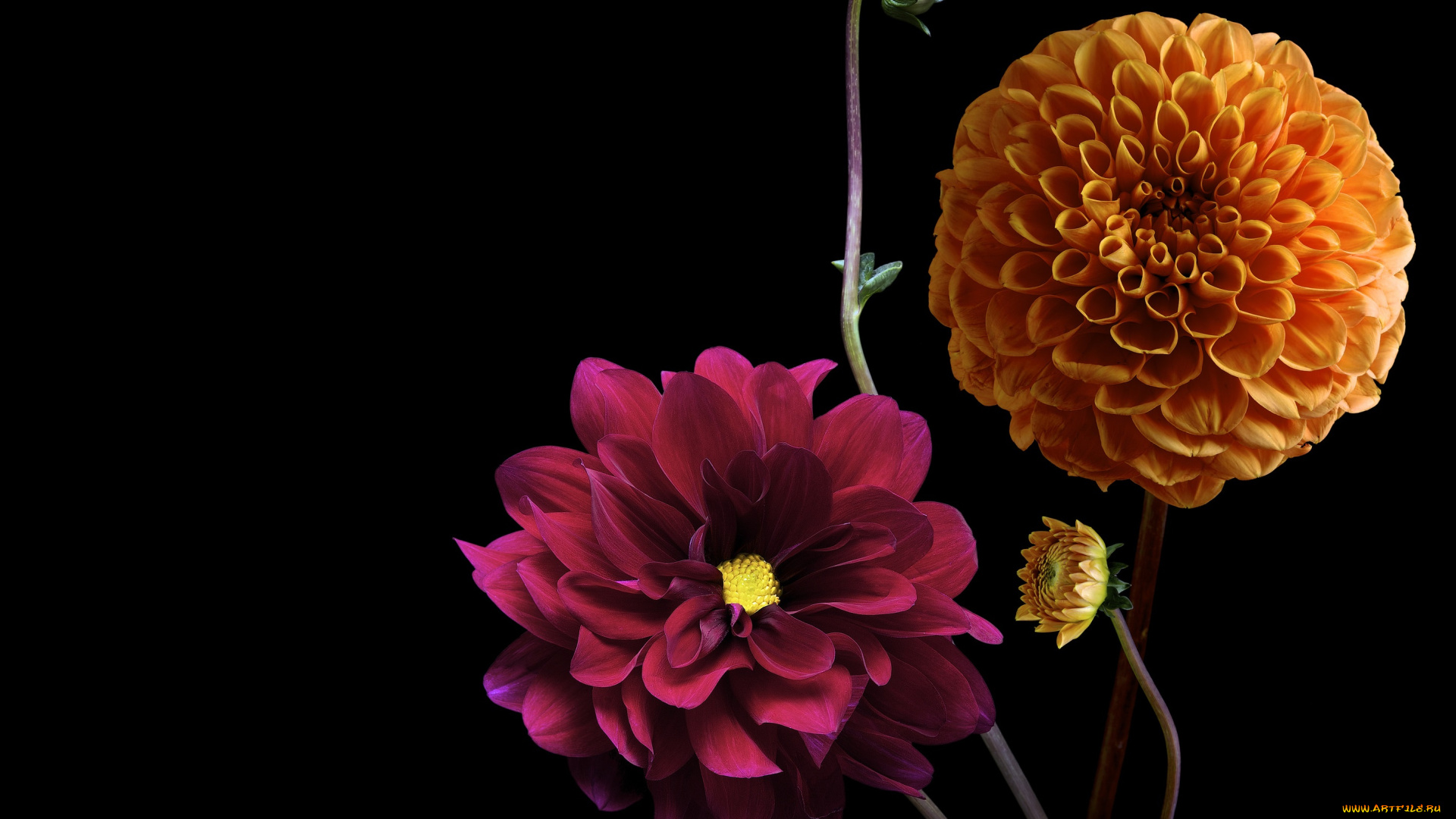 цветы, георгины, черный, фон