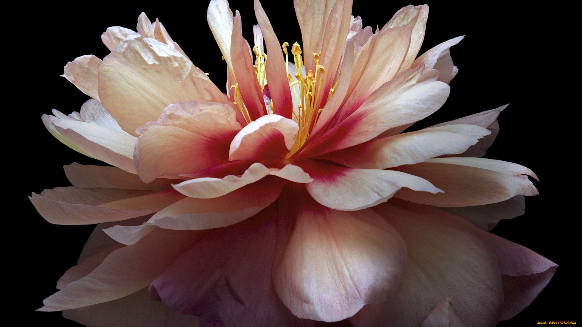 цветы, пионы, черный, пион, фон, цветок