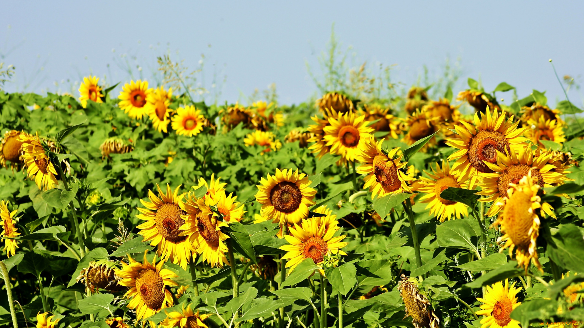 цветы, подсолнухи, лепестки