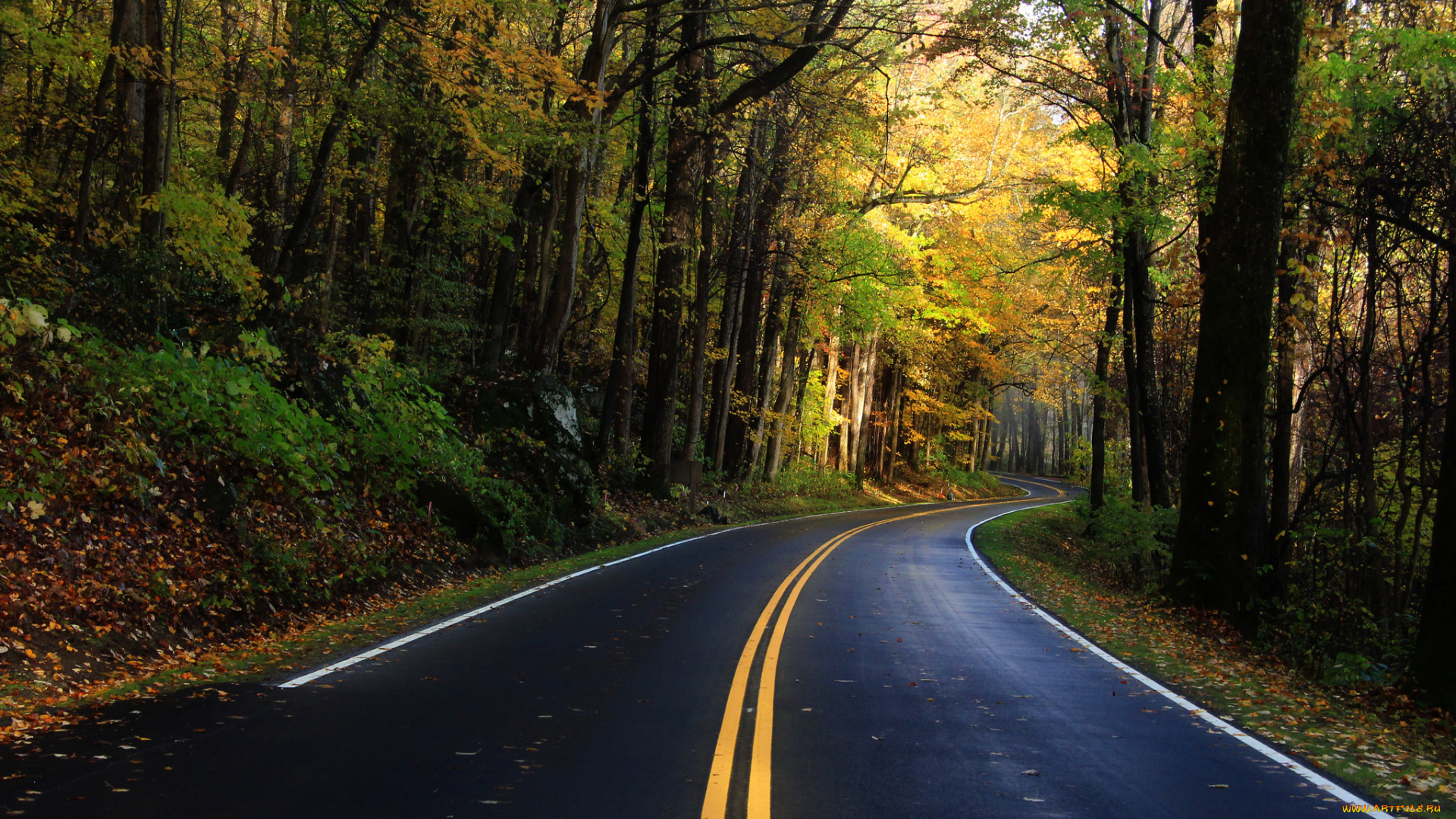 природа, дороги, разметка, дорога, листья, деревья