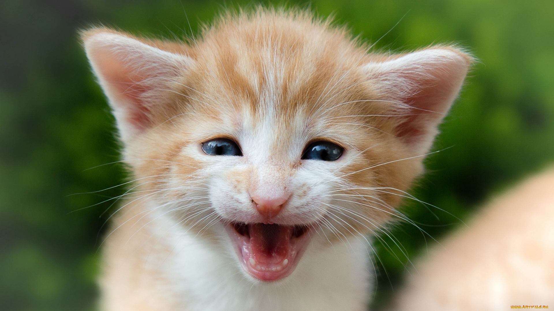 животные, коты, мордочка, малыш, котёнок, пискля