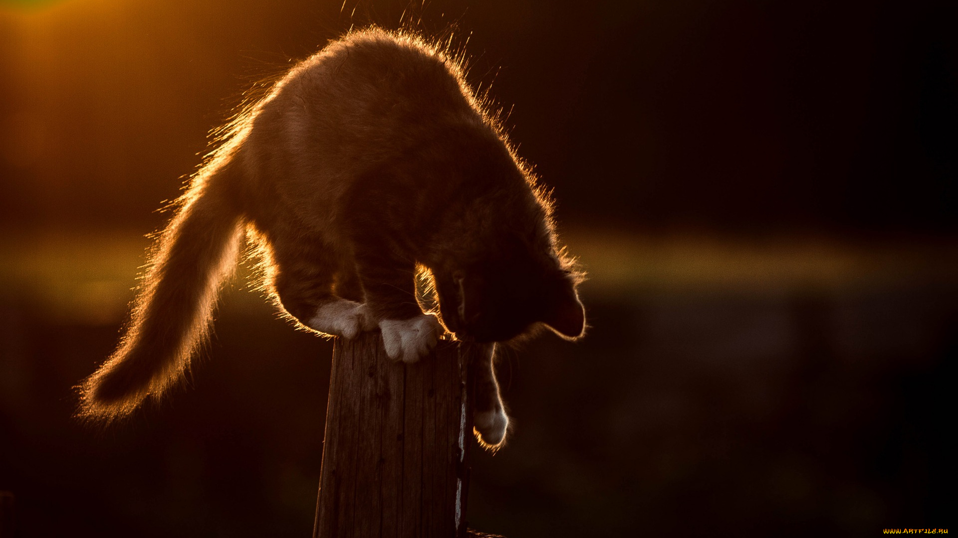 животные, коты, солнце, белый, забор, природа, боке, свет, серый, котенок, кошка