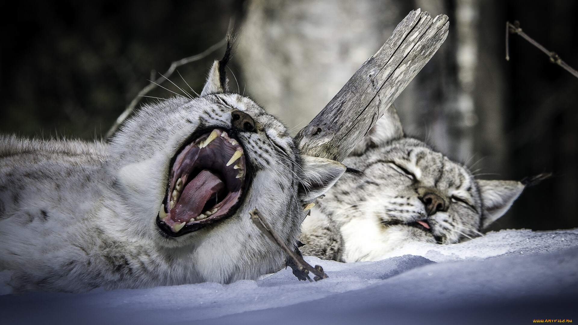 животные, рыси, зевок, сон, парочка, рысь, снег, пасть, зима, отдых