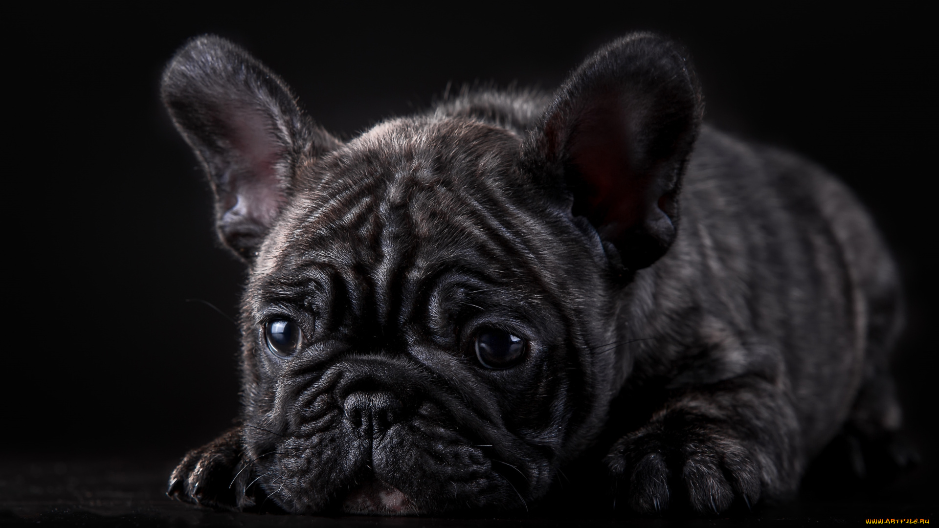 животные, собаки, мраморный, мордочка, щенок, французский, бульдог