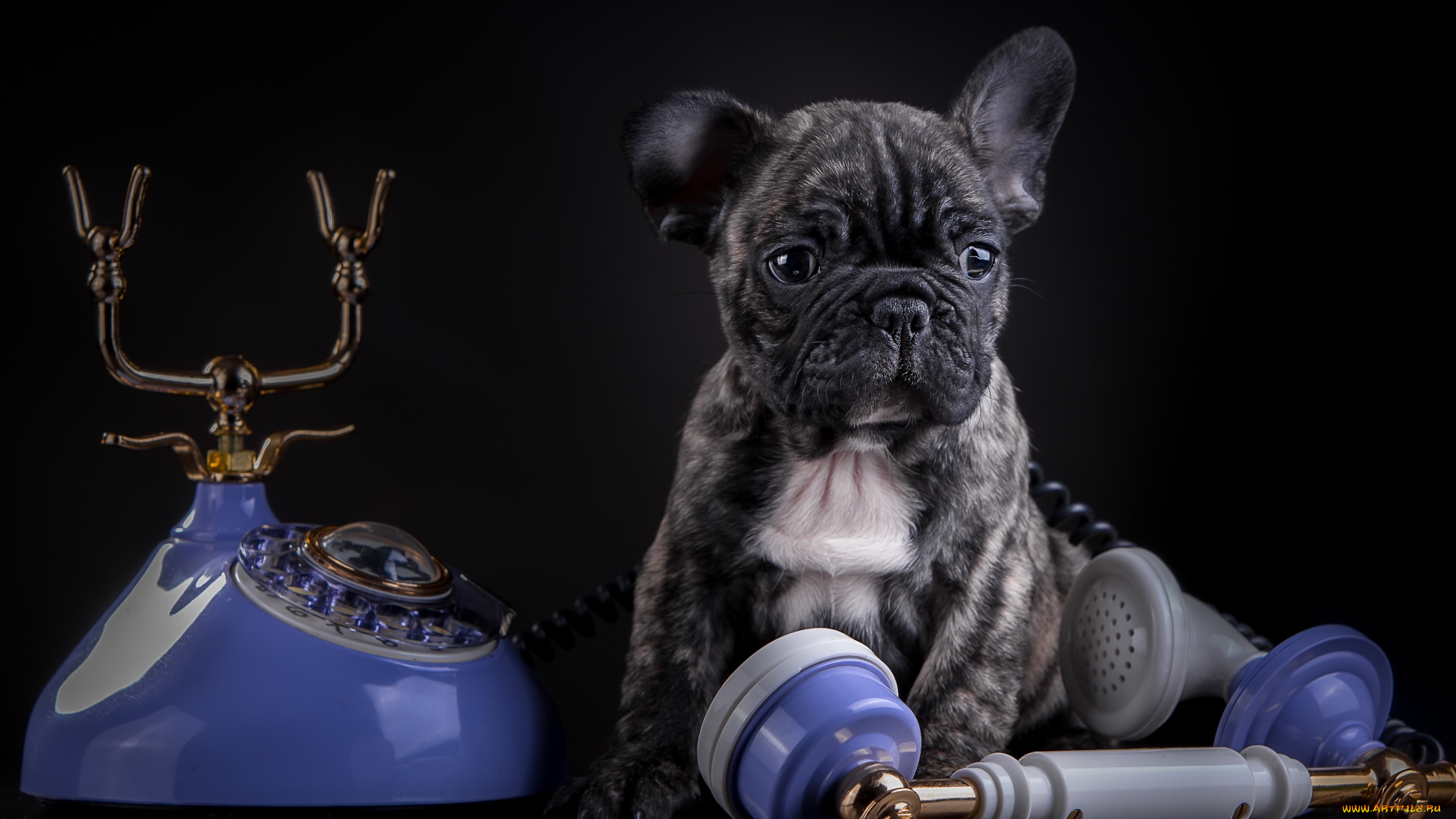 животные, собаки, щенок, французский, бульдог, телефон, мраморный