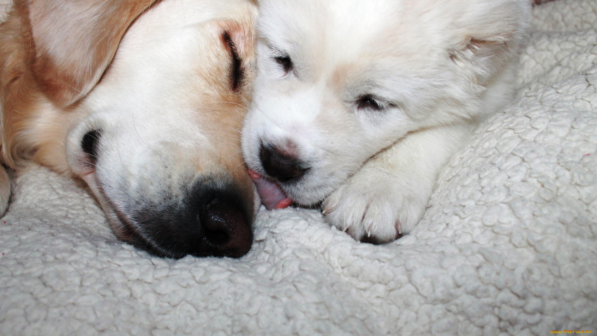 животные, собаки, щенок, собака, подстилка, сон, поцелуй, язык